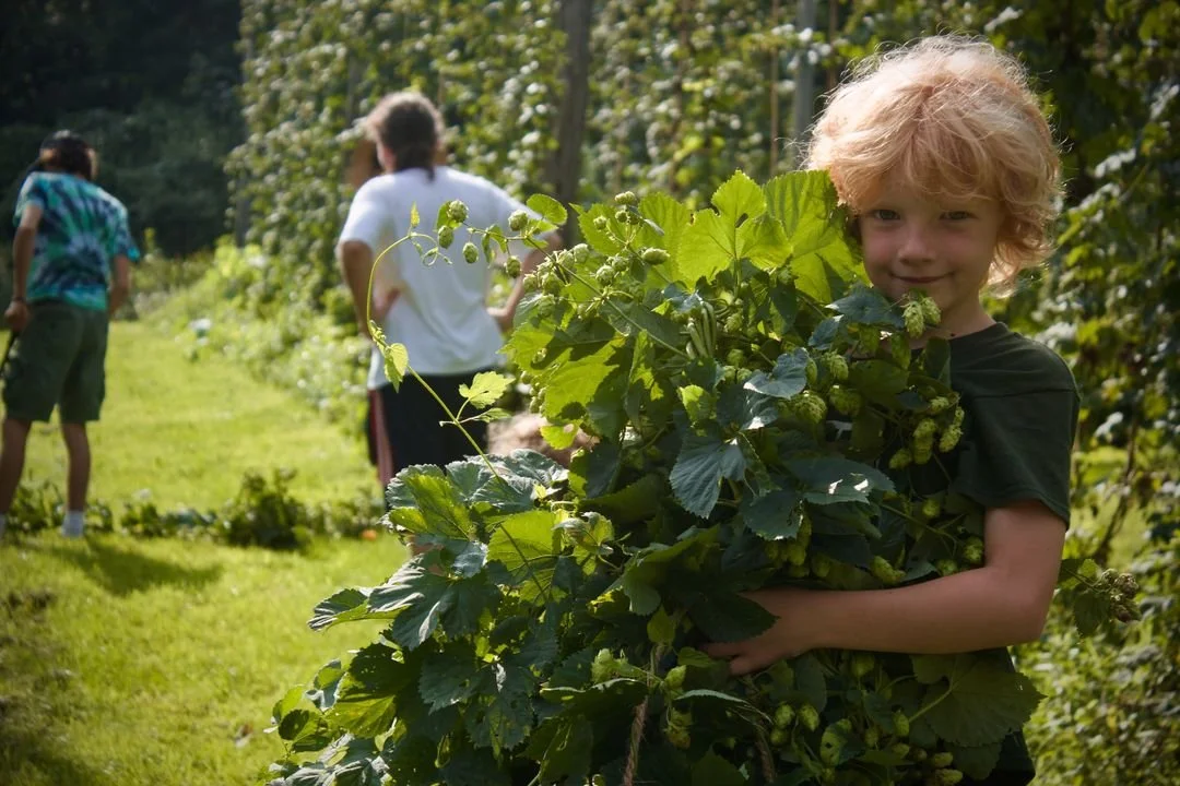 A Harvest of Gold: Hops at Morning Dew Farm