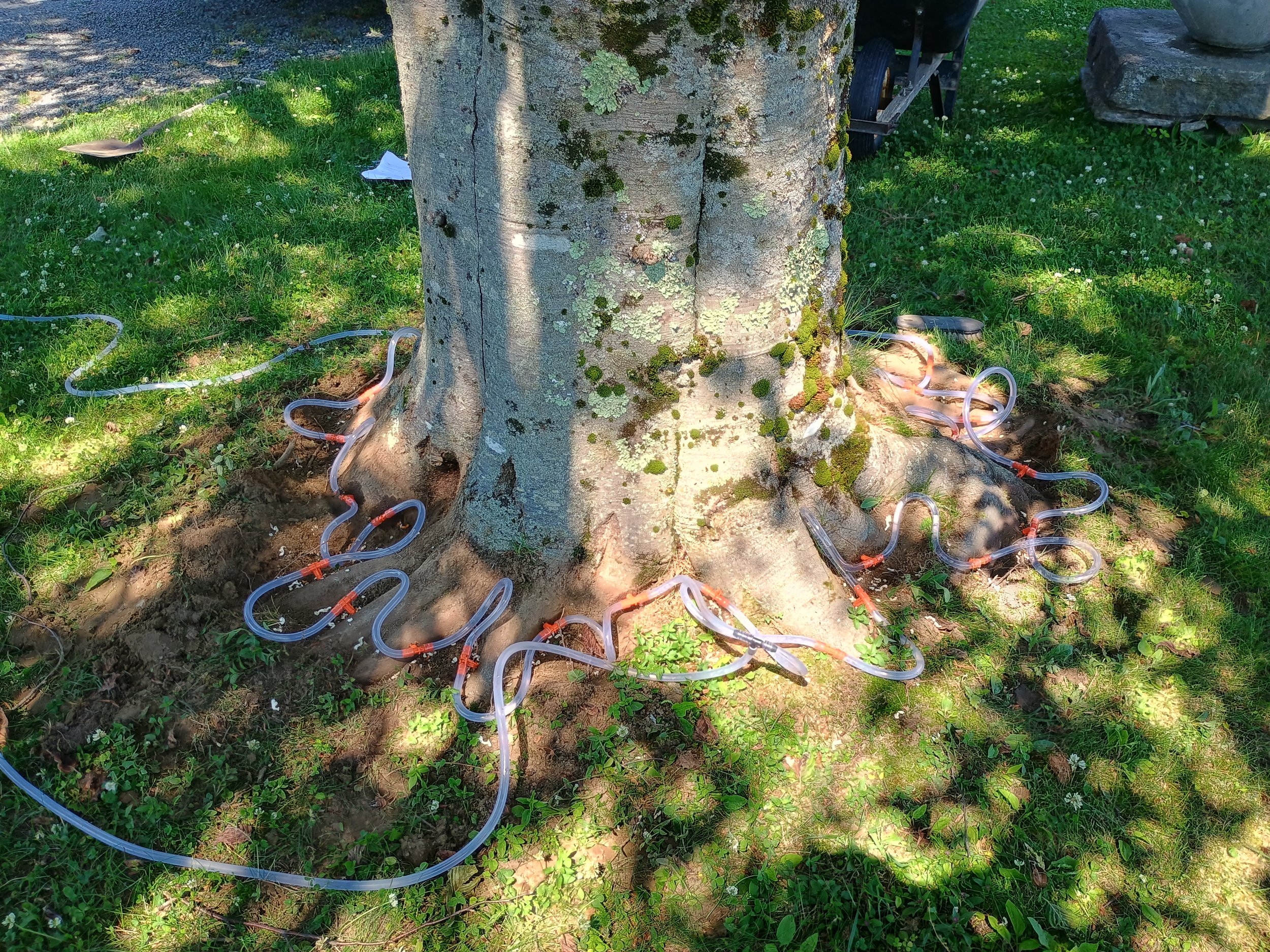 Protecting Beech Trees — All About Trees