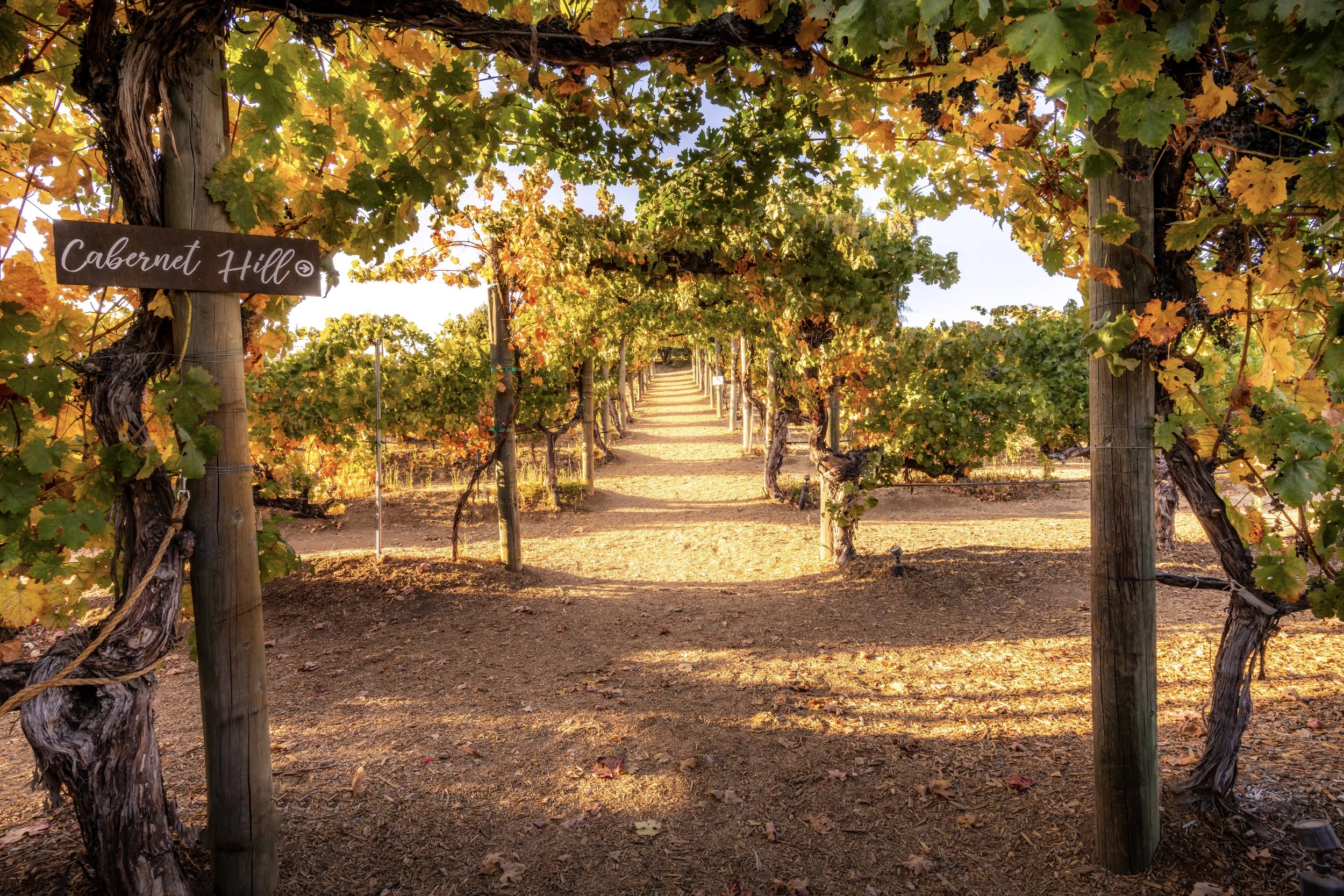 Wilson Creek Winery & Vineyards