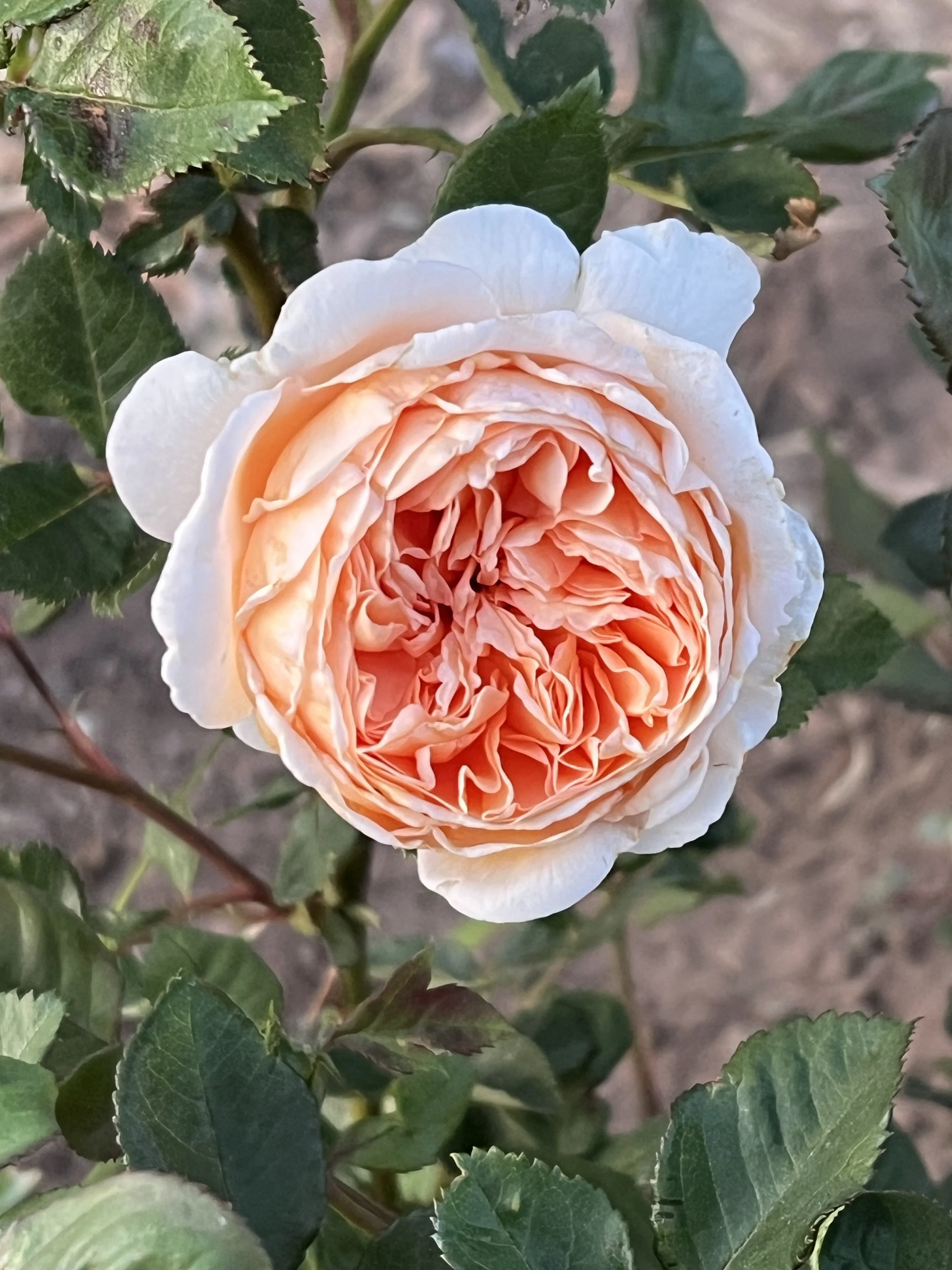 Roses of the Heart