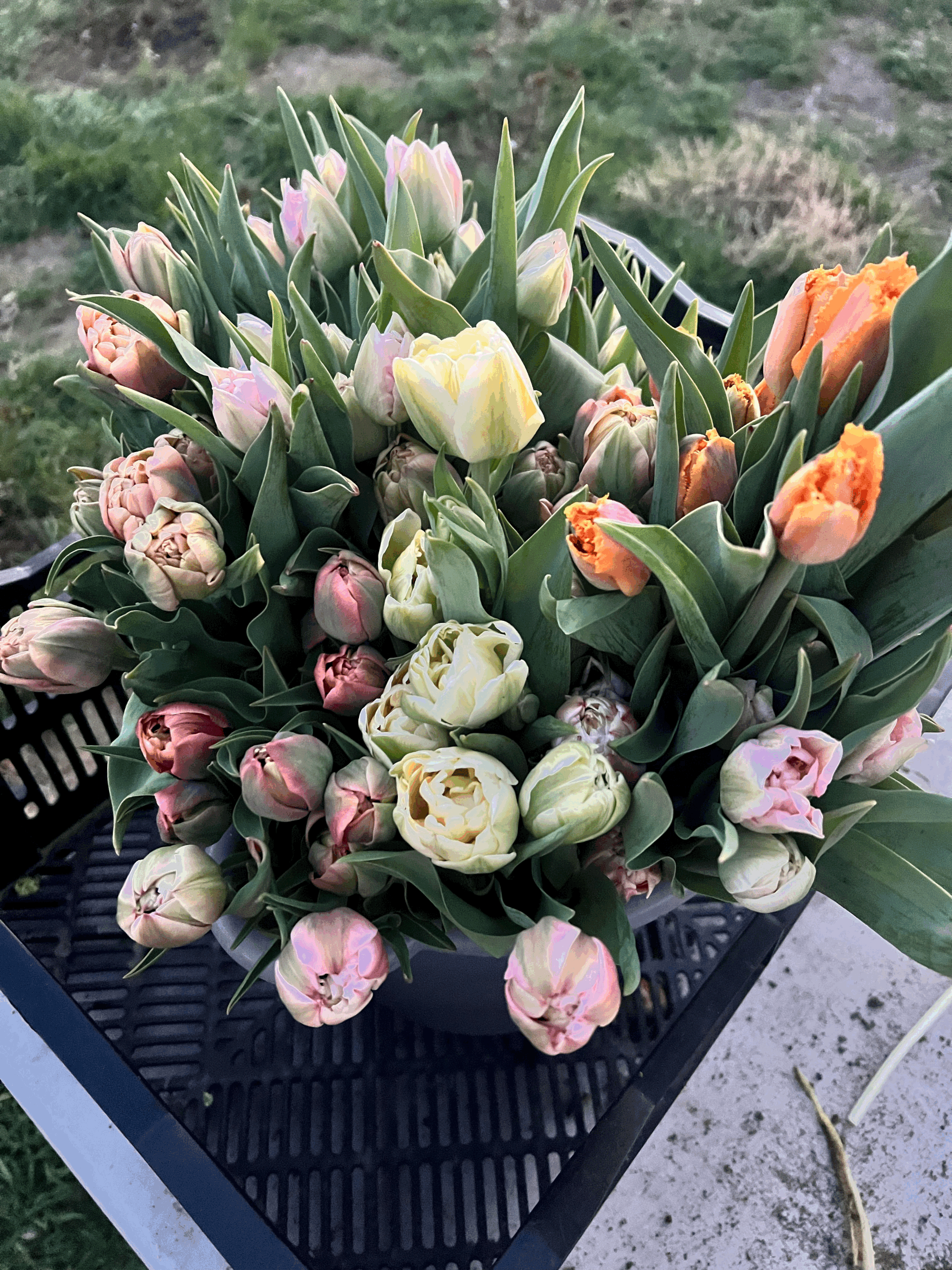 Bundles of Tulips