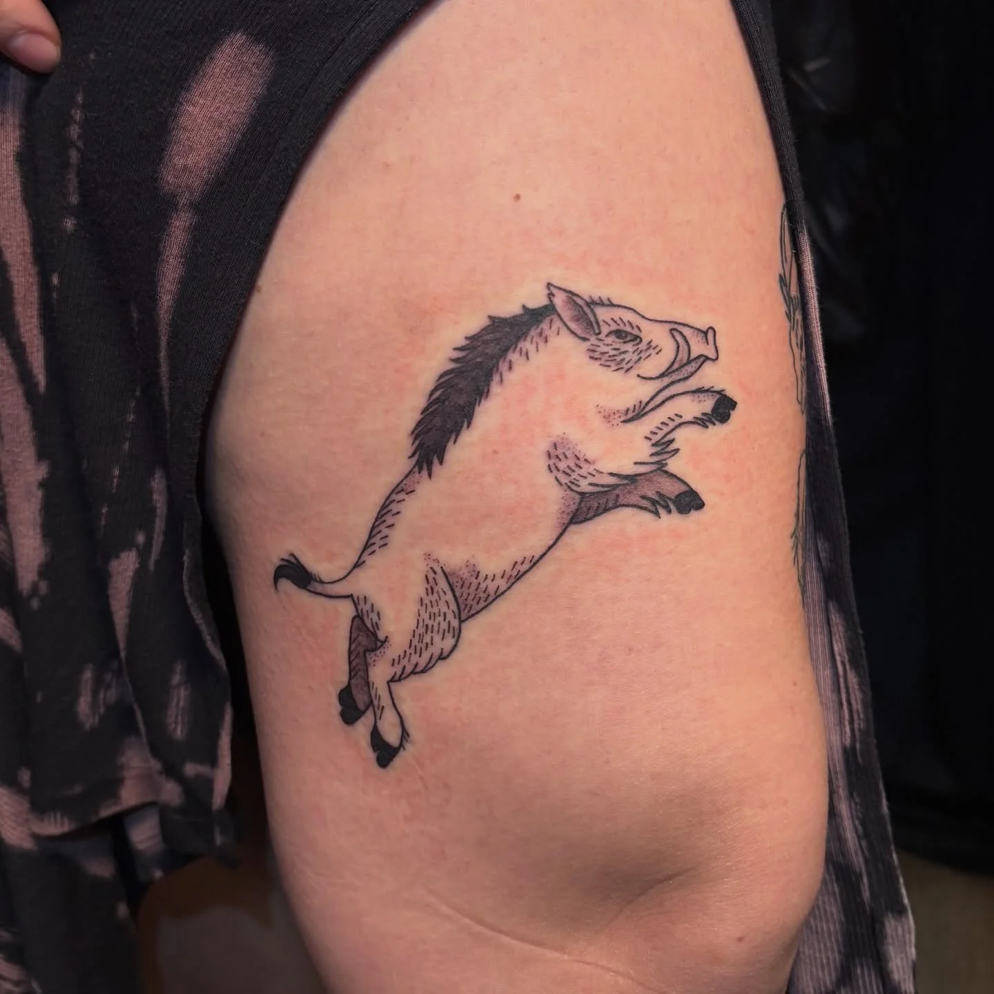 u&rsquo;ve heard of the cow that jumped over the moon but have u ever seen a boar jump over a knee? ✨ always stoked to do zodiac/astrology tattoos 😋 especially for the angel that is @dogwood.and.dandelion #capricorntattoo #yearofthepig