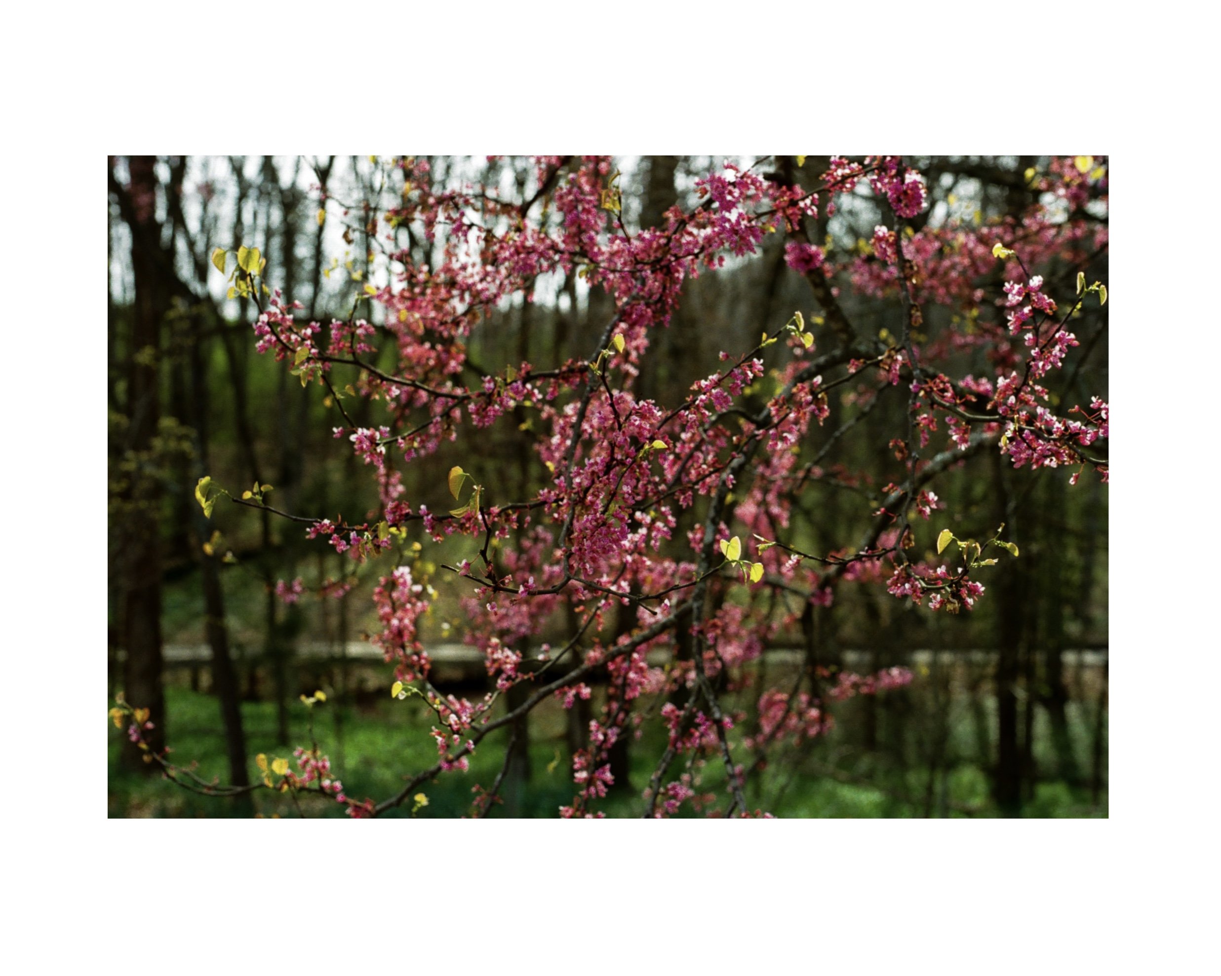 Flowers on Film