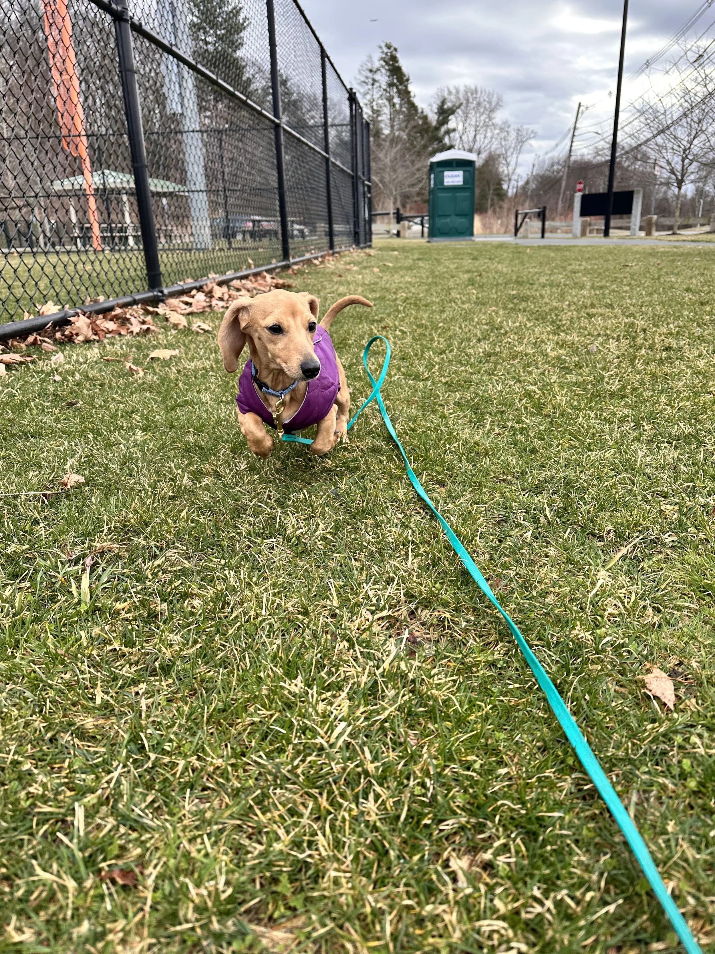 A small tan dog wearing a purple vest on a teal leash running on a grassy field near a black fence. In the background, there is a porta-potty, trees, and a cloudy sky.