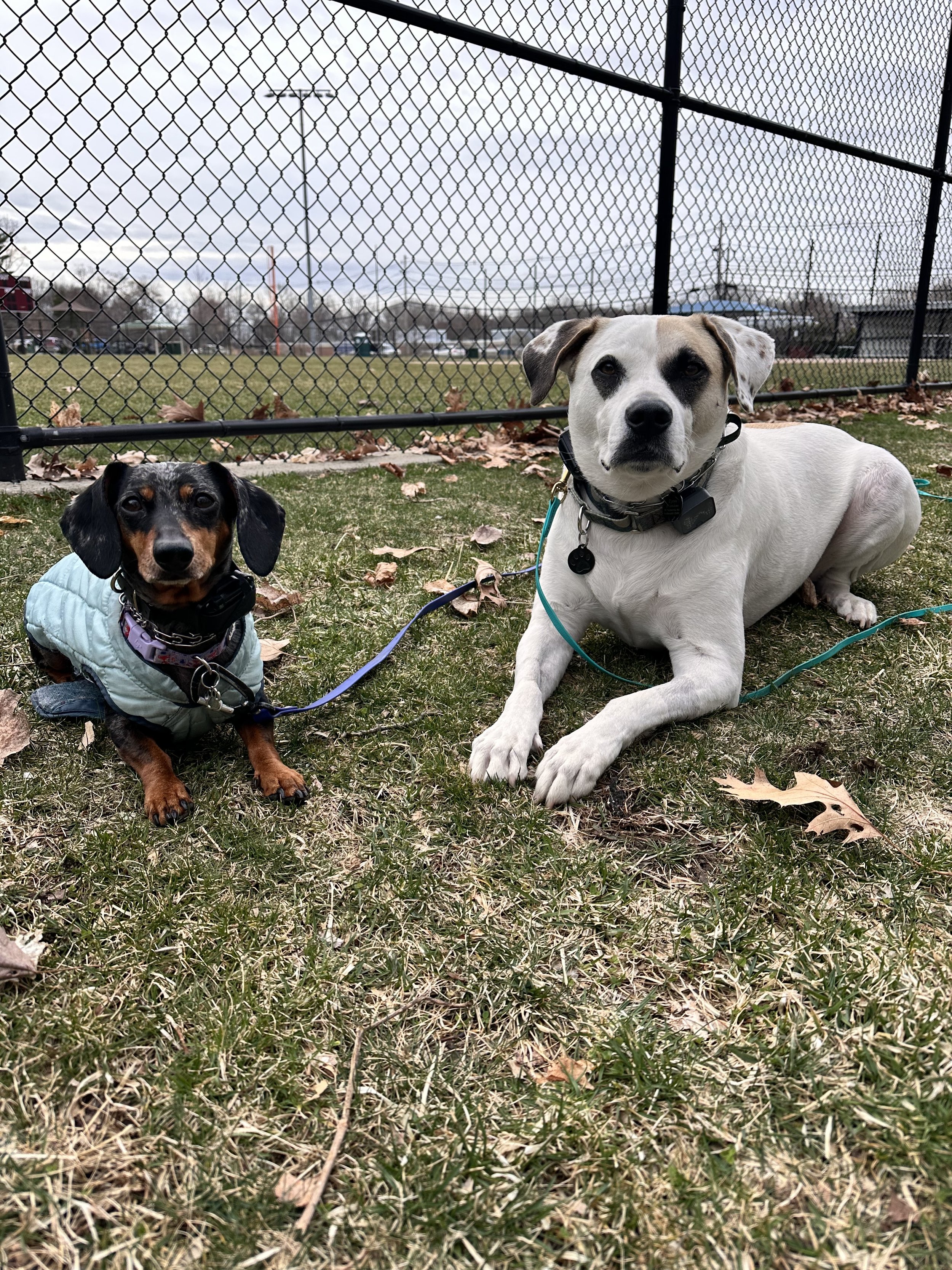 Two dogs, one small and wearing a light-colored jacket and collar, the other larger with a white coat and black markings, sitting on grass near a chain-link fence in a park with cloudy sky.