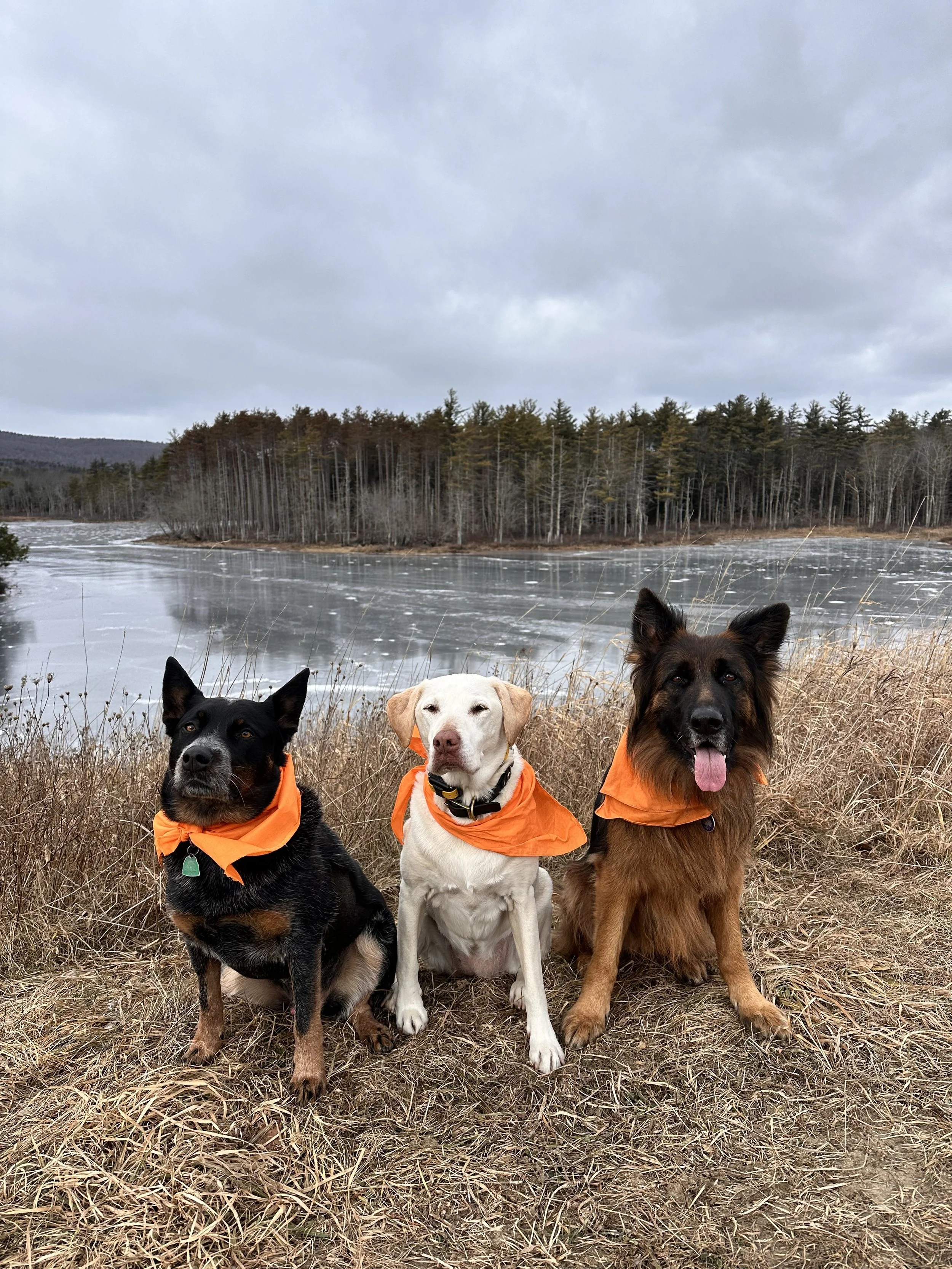 Three dogs sitting on dry grass near a frozen lake with trees in the background, all wearing orange bandanas.