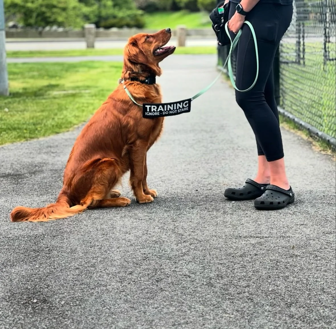 A golden retriever dog sitting on a sidewalk with a training collar and leash, looking up at a person wearing black pants and black Crocs, in front of a chain-link fence and green grass.