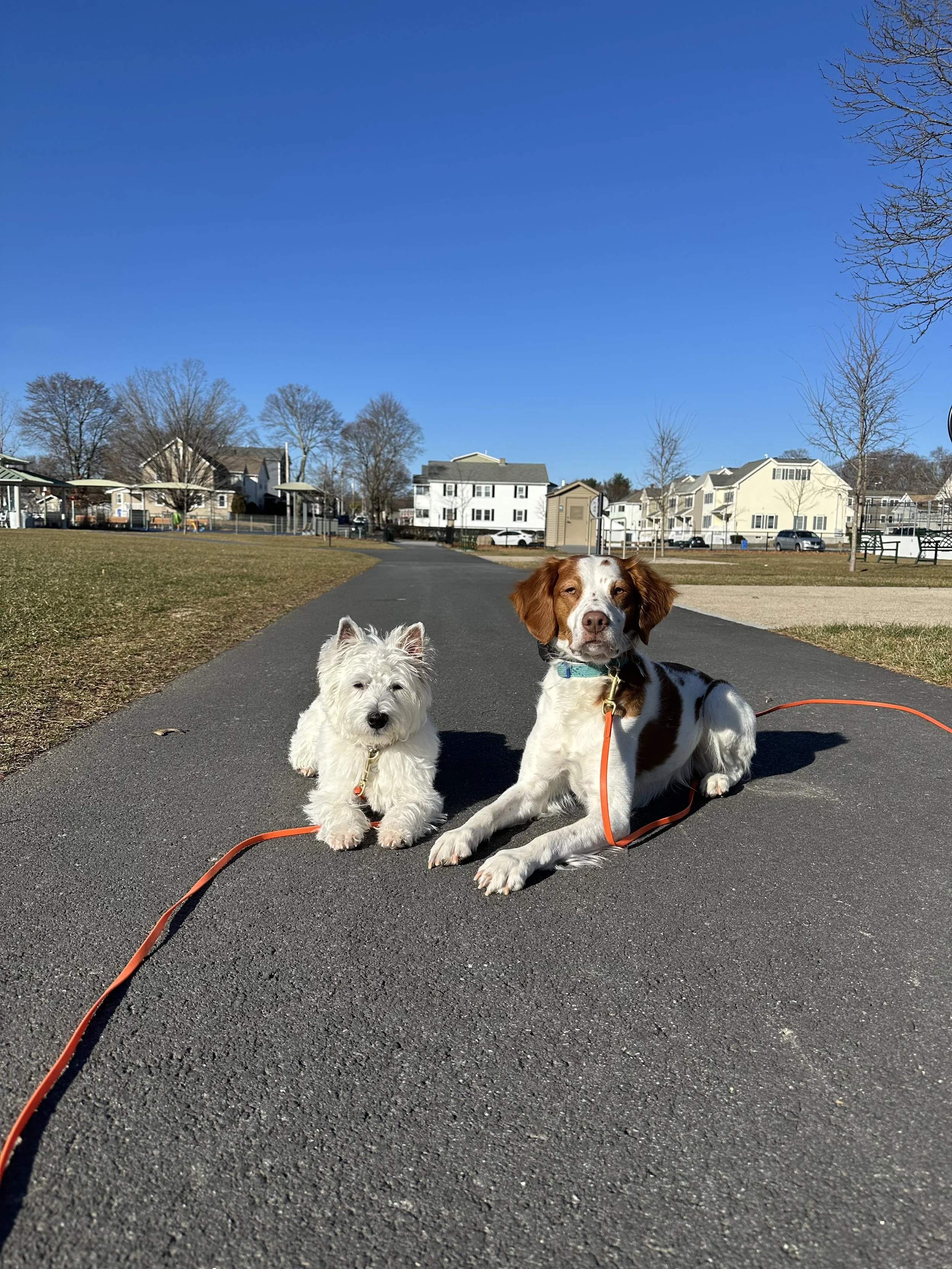 Two dogs, one small white terrier and one larger brown and white dog, sitting on a paved path in a park with houses and trees in the background under a clear blue sky.