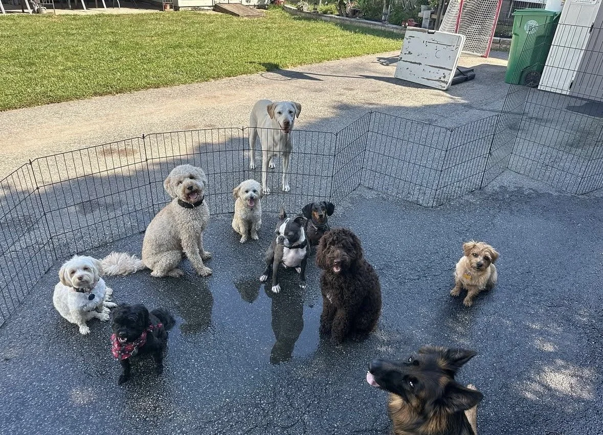 Group of nine dogs in a fenced outdoor area with wet pavement and grass in the background.