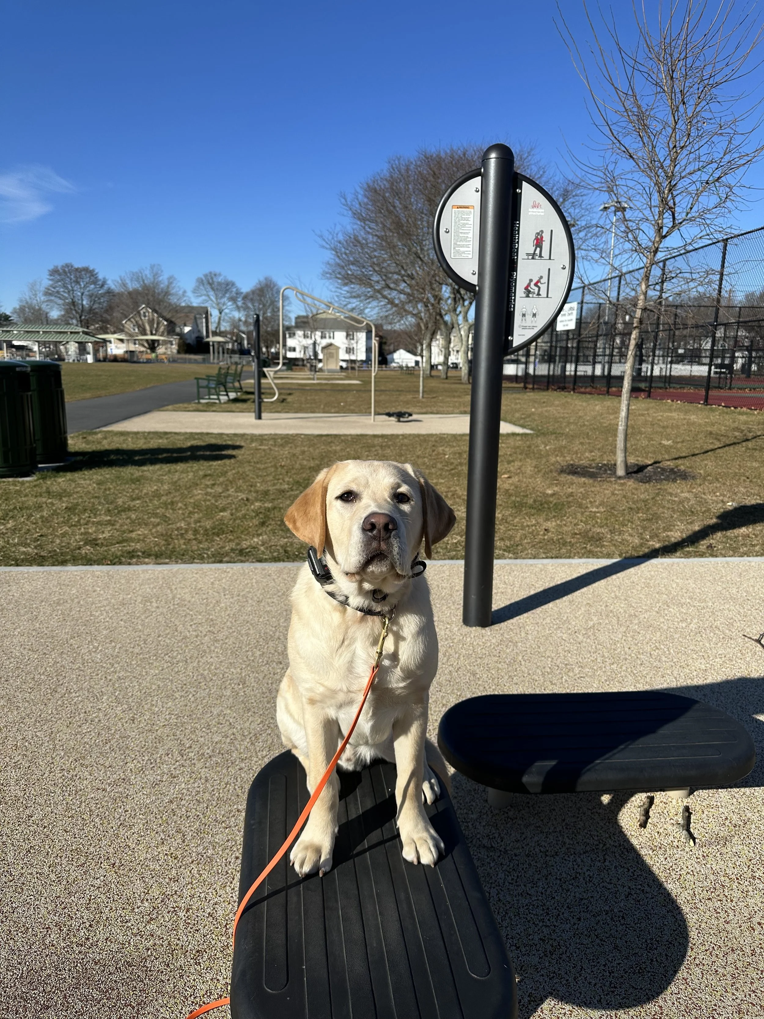 A yellow Labrador retriever puppy sitting on a black exercise bench at a park on a sunny day, with a blue sky, trees, and a tennis court in the background.