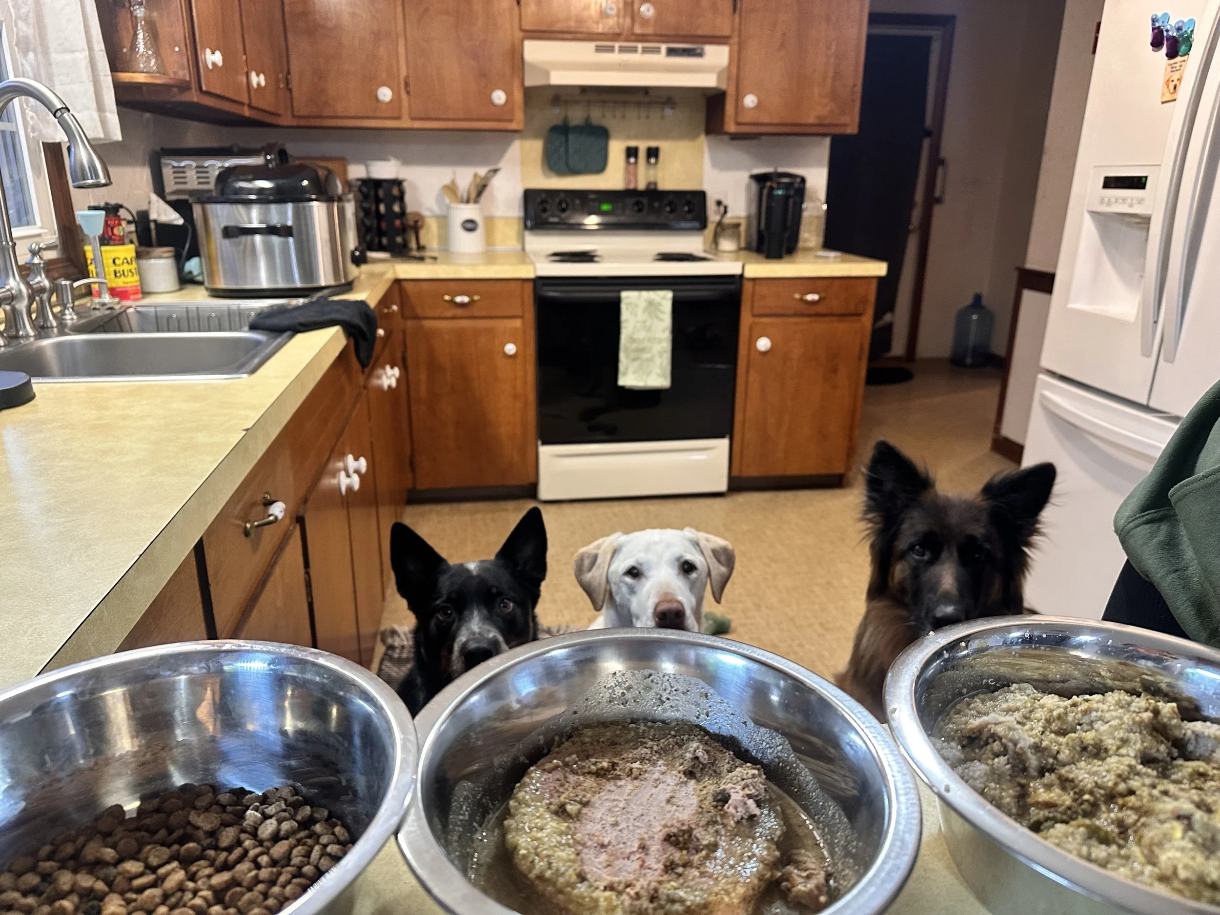 Three dogs peering over a kitchen counter with three bowls of food in front of them, in a home kitchen with wood cabinets, a white refrigerator, and a stove.