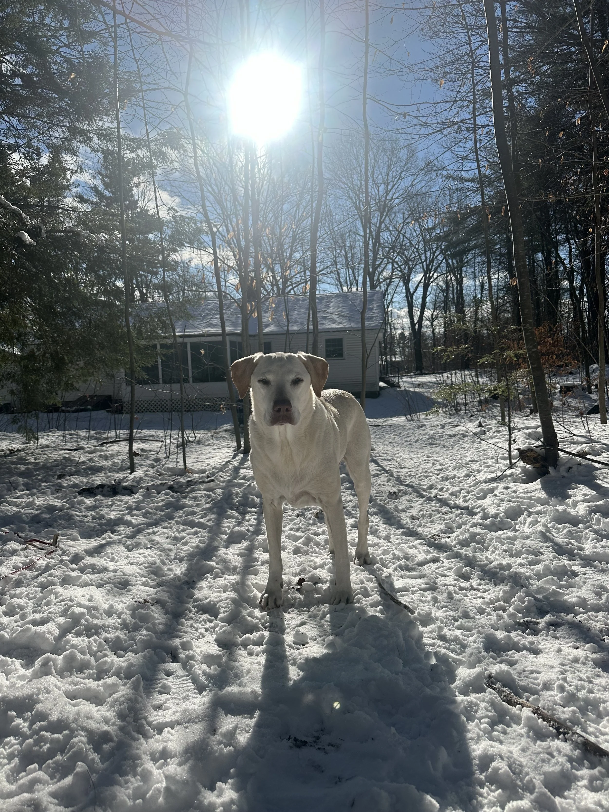 A white dog standing on snow-covered ground outdoors, with leafless trees, a house, and bright sunlight overhead.