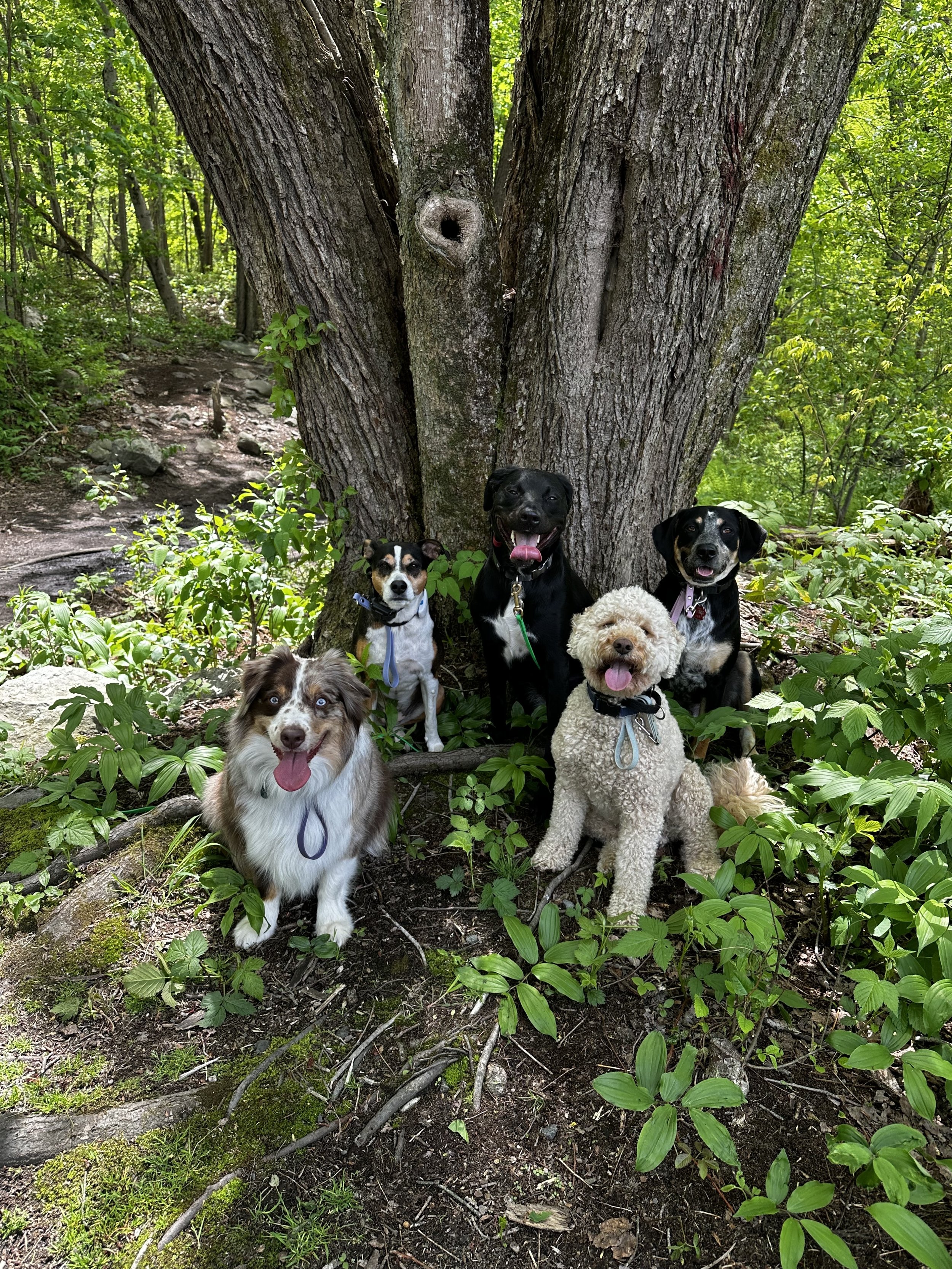 Loki, Jules, Henley, Jake, & Tater Tot on an adventure!