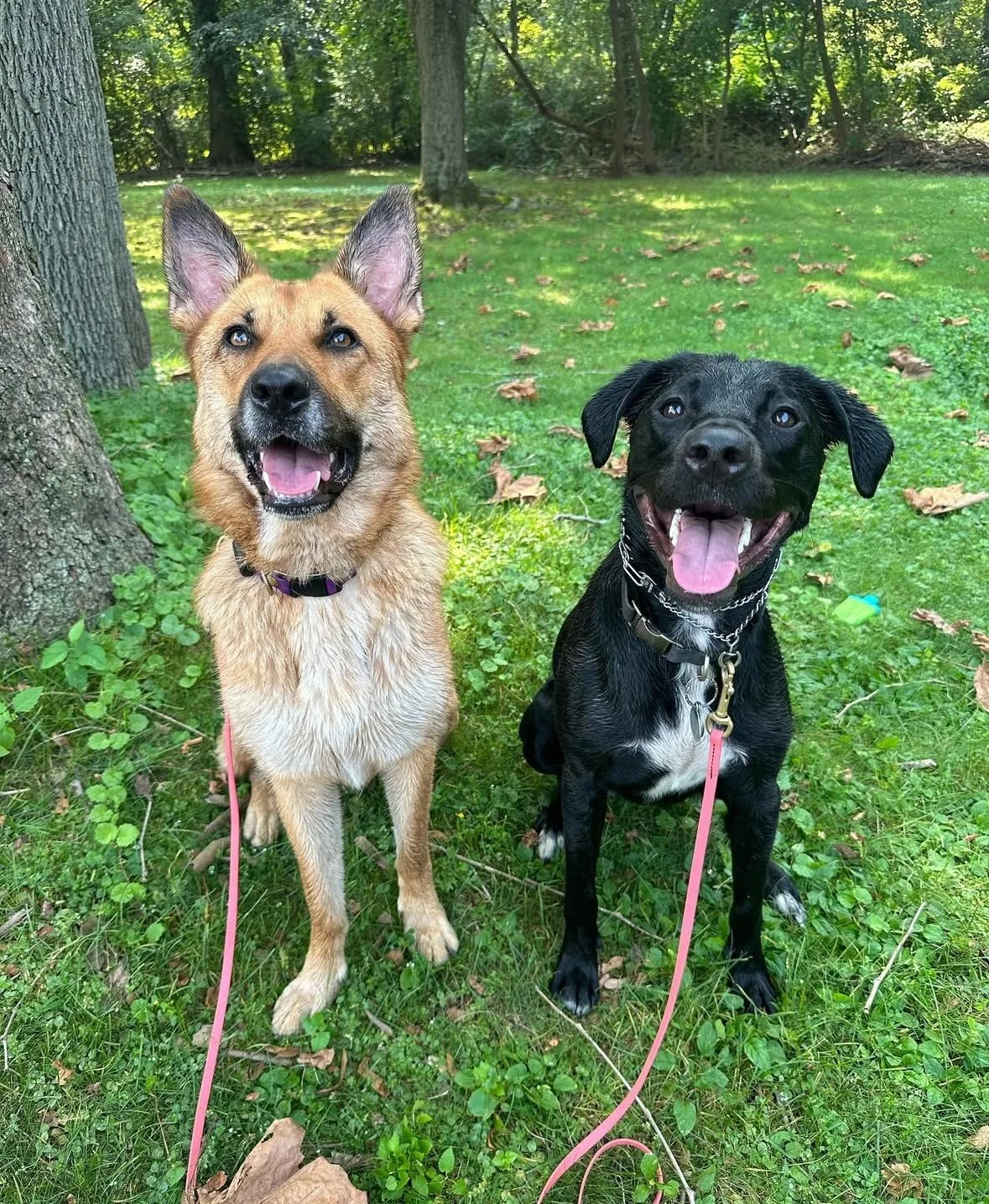 Two happy dogs sitting on green grass in a wooded park, one tan and the other black, both with their tongues out.