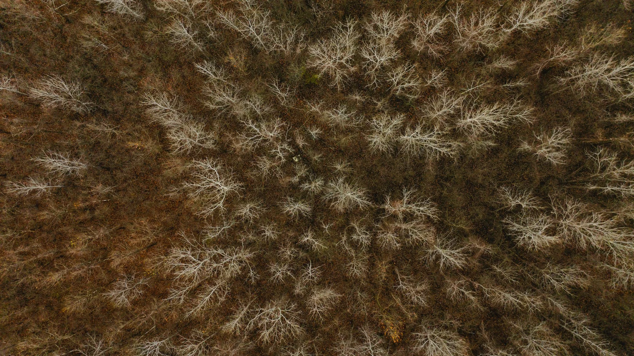 DJI_20251204095536_0032_D.jpg