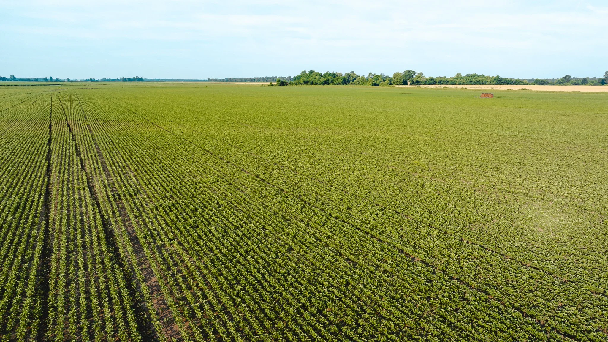 DJI_20260602142128_0081_D.jpg