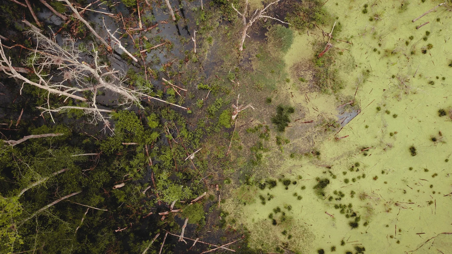 Wendell Alexander Realty