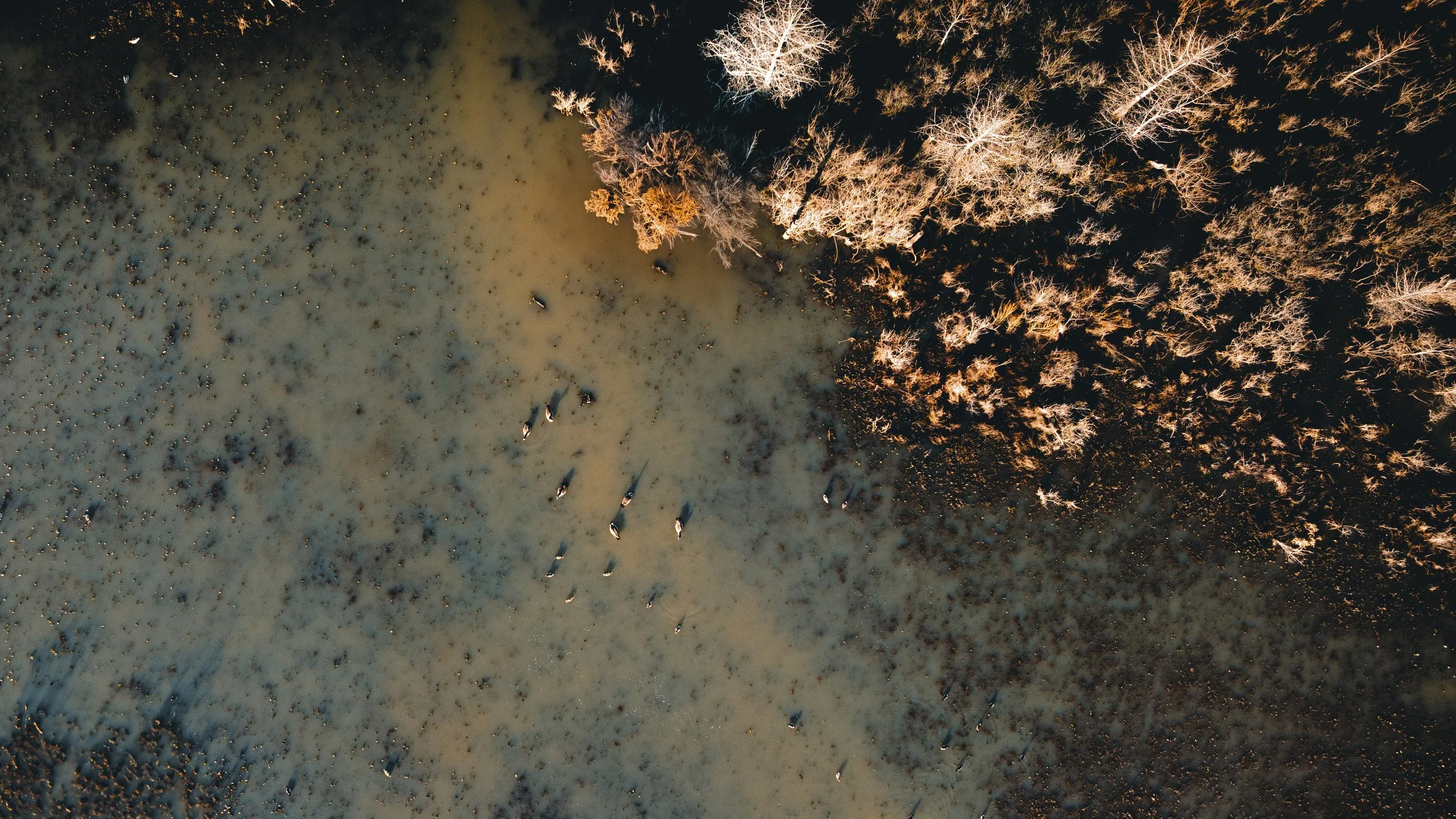 Waterfowl over flooded timber