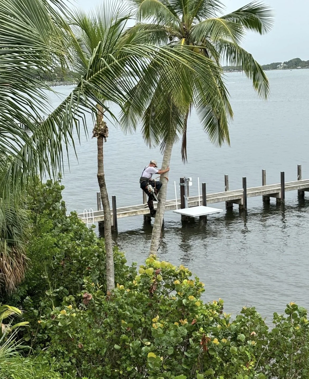 Tree Trimming — Trinity Trees Of PSL LLC.