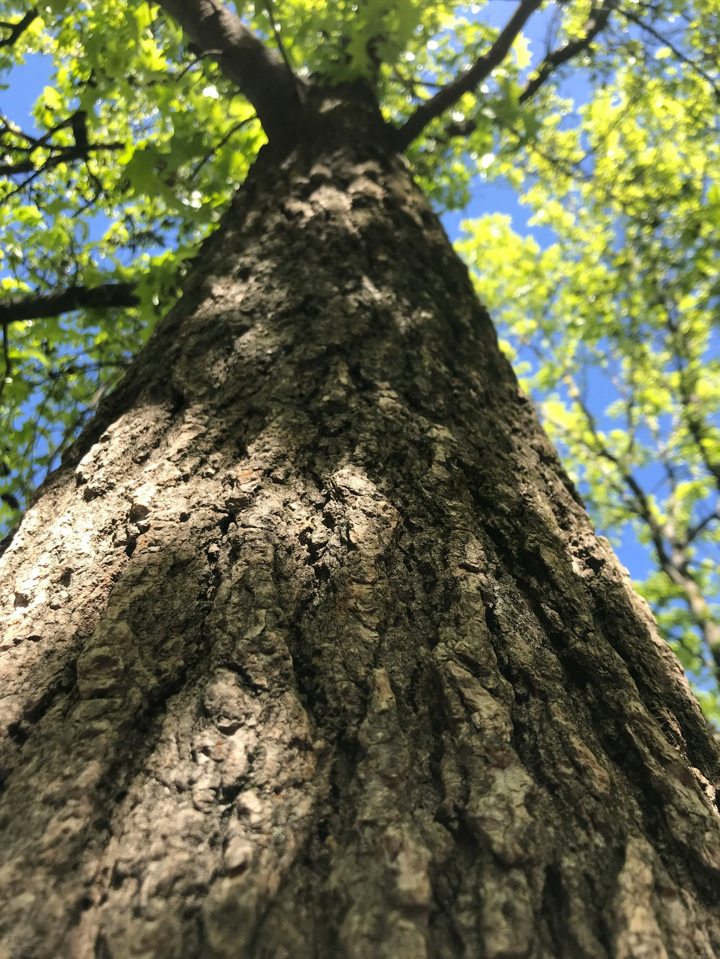 Close-up view of tree trunk from ground looking up at branches and green leaves against a blue sky.