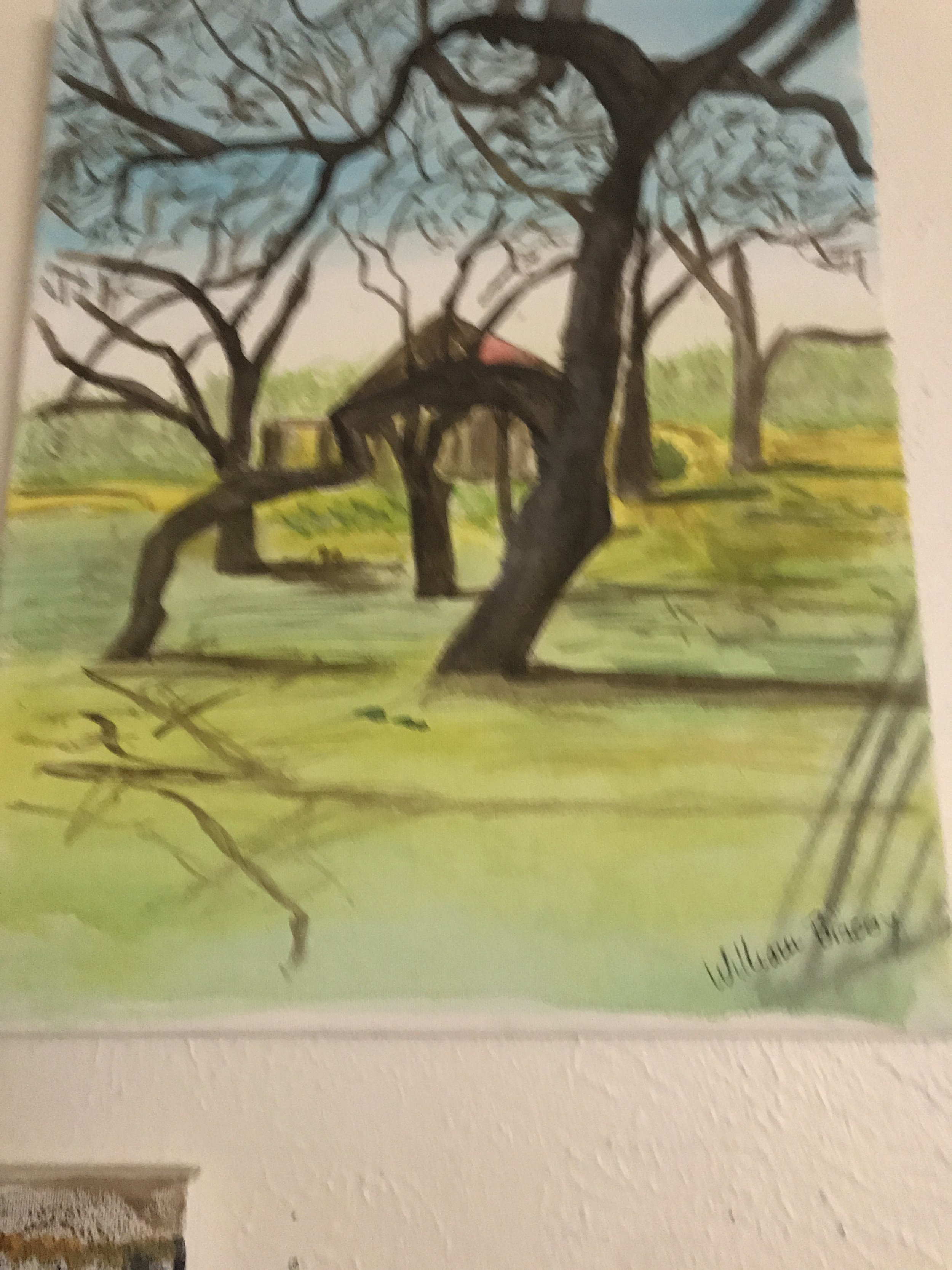 Tree in Division Street