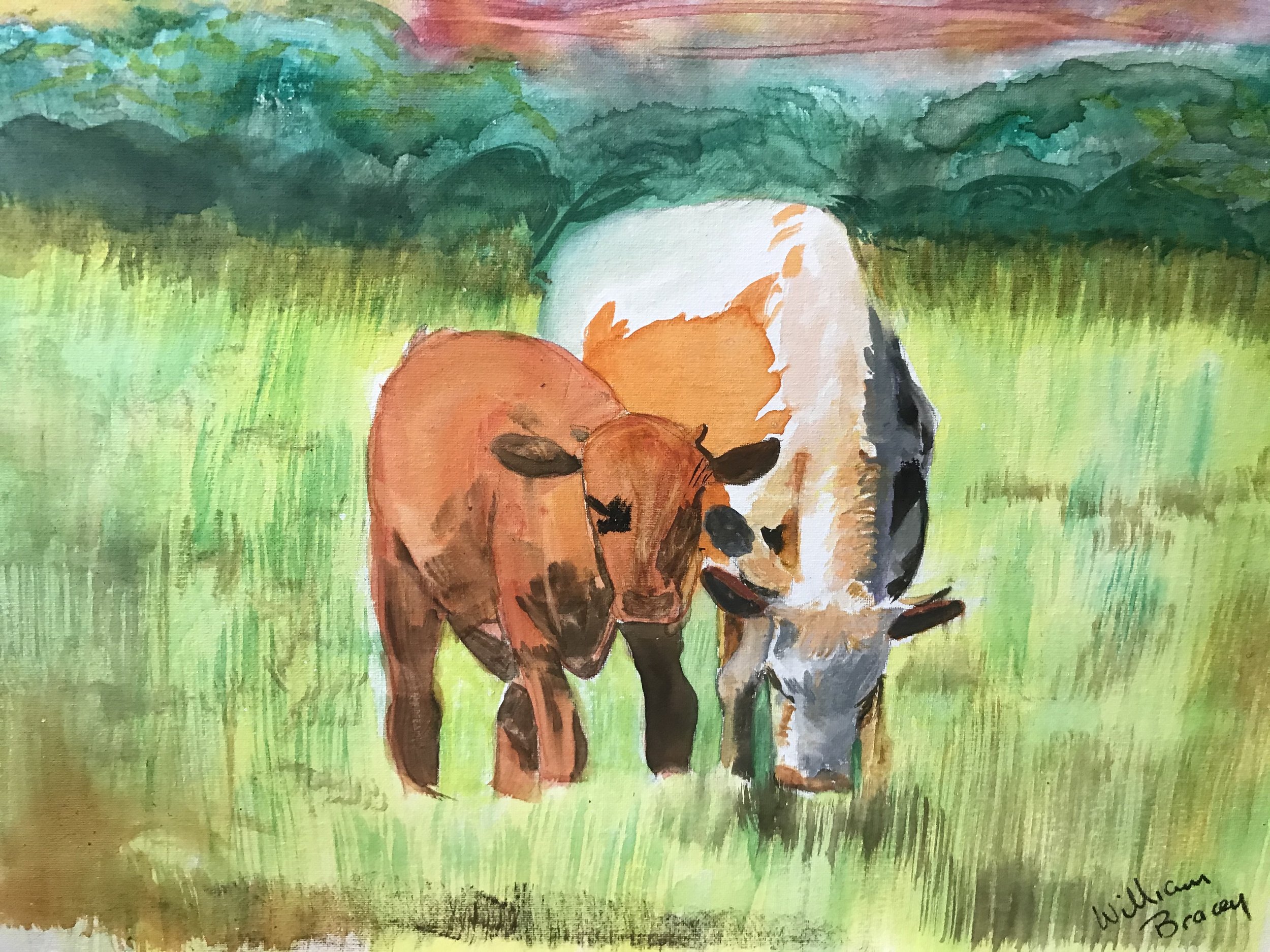Cows In Field, Texas