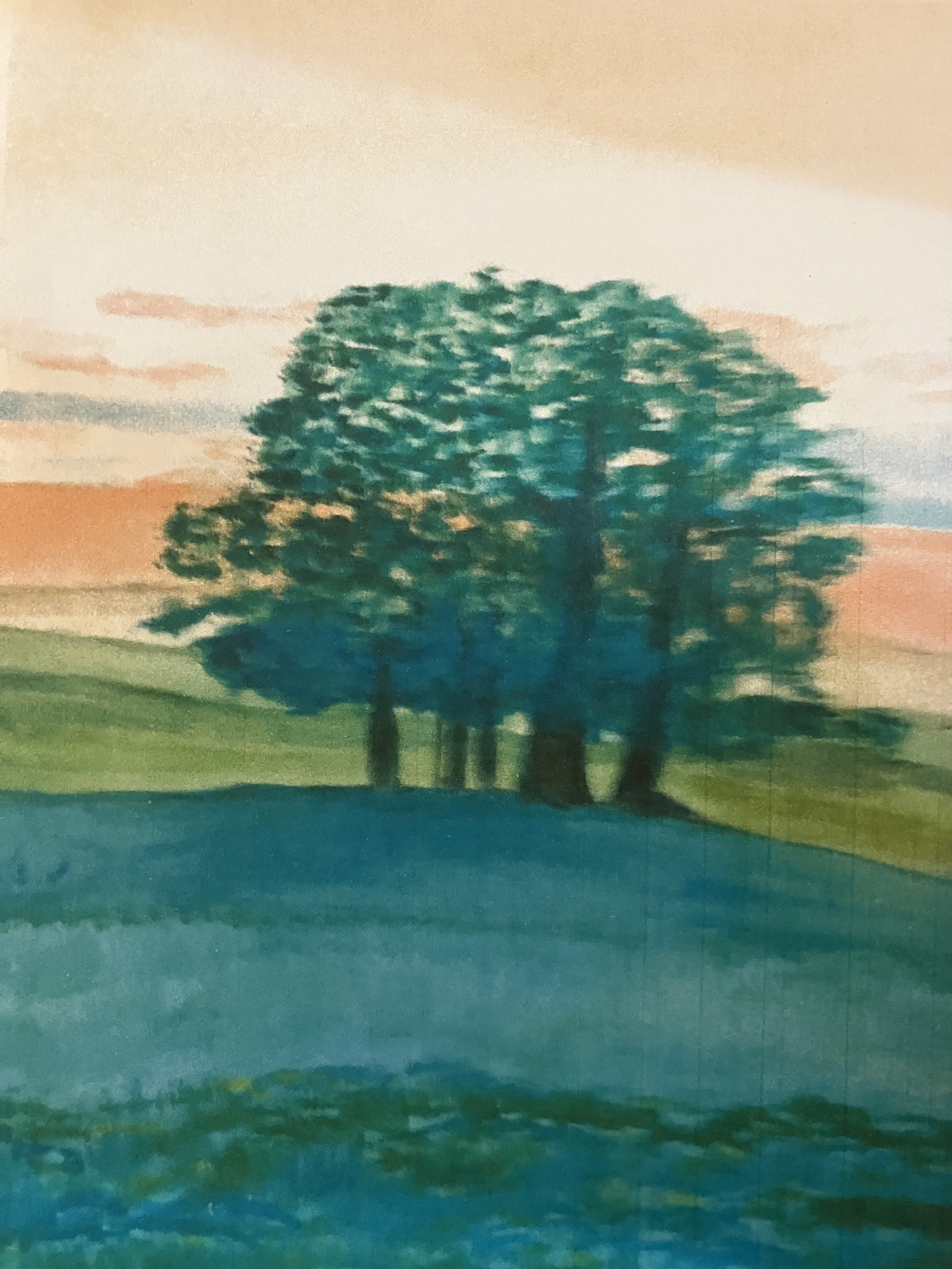 Trees in Texas