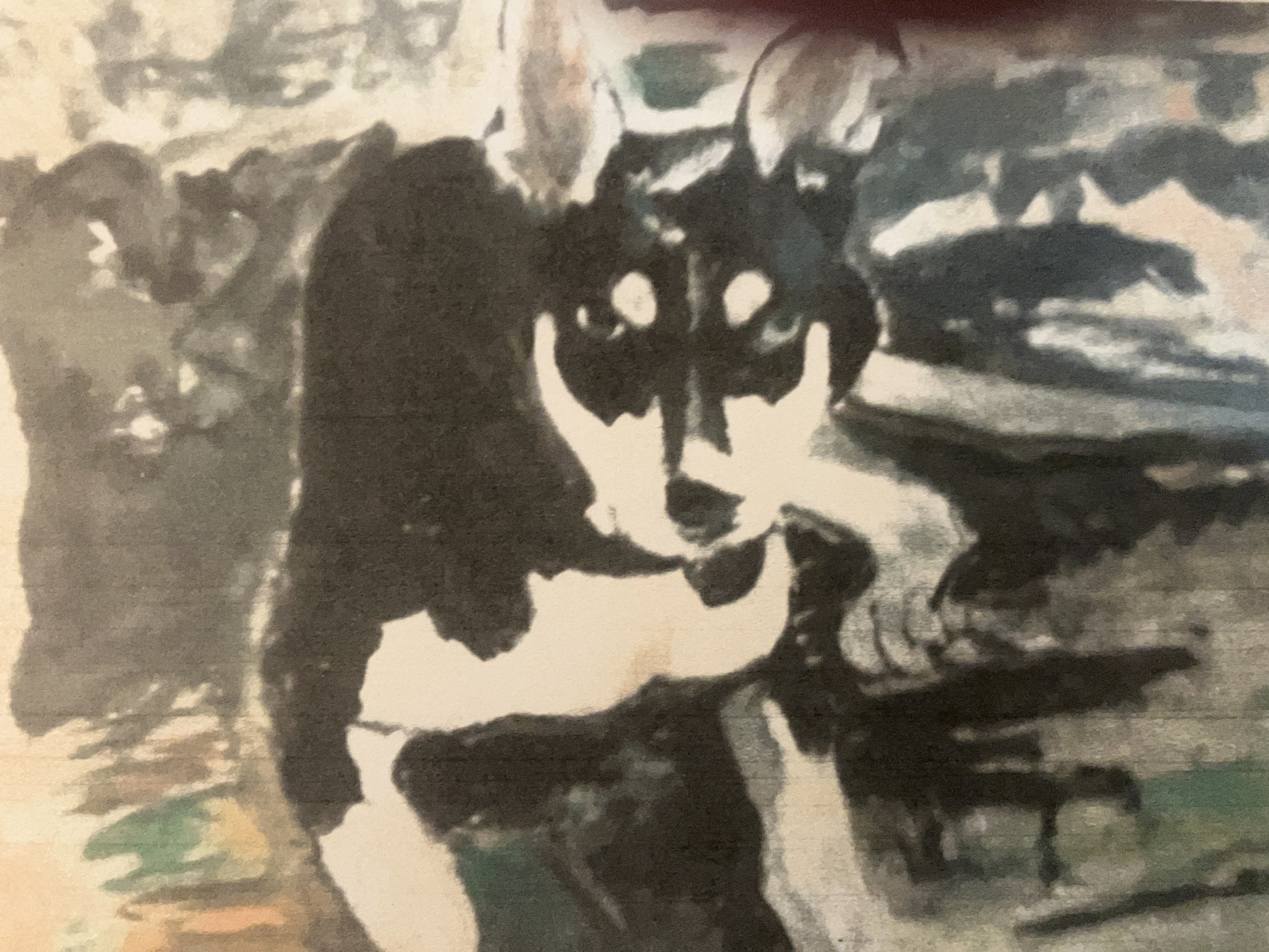 Alsation Puppy