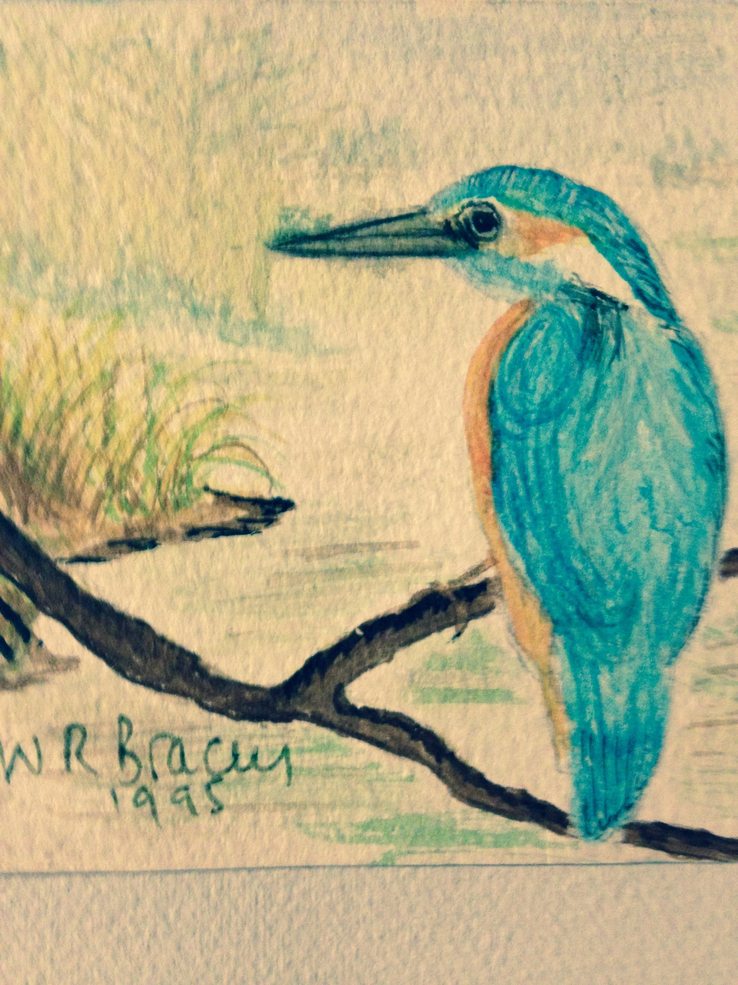 Kingfisher