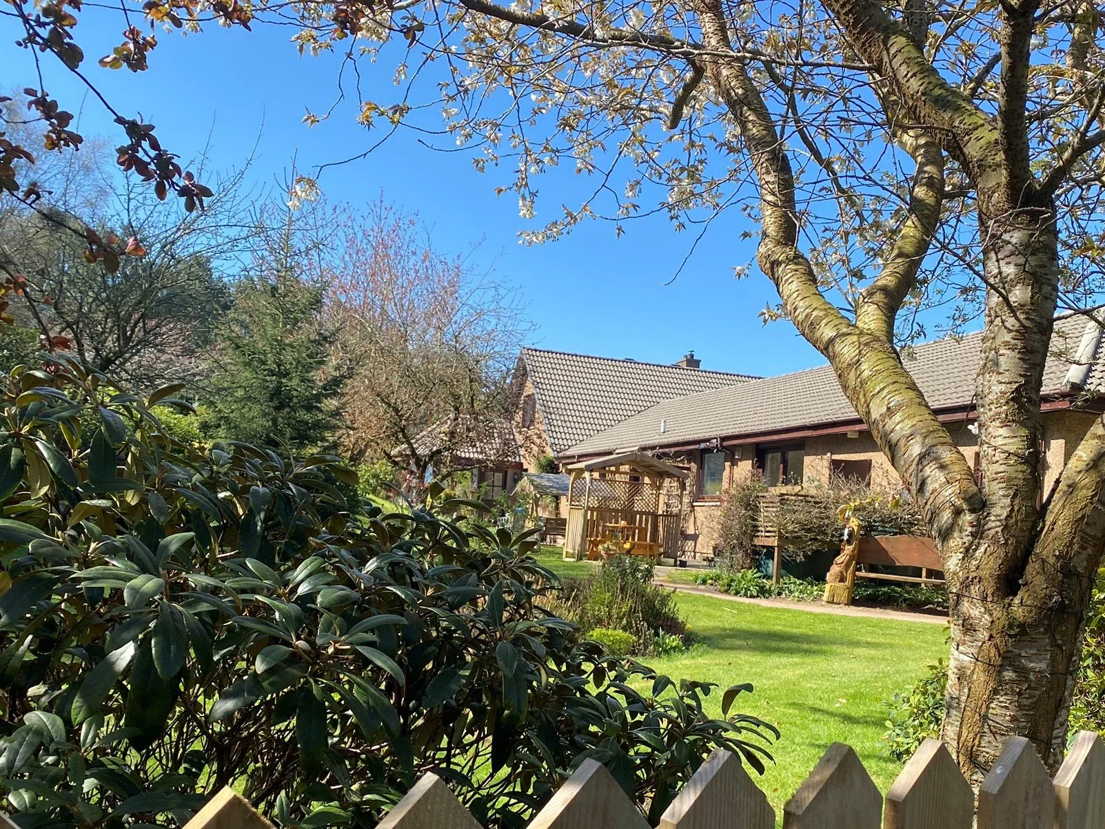 A backyard garden on a sunny day, with green grass, trees, shrubs, a wooden fence in the foreground, a house with a tiled roof, and a clear blue sky.