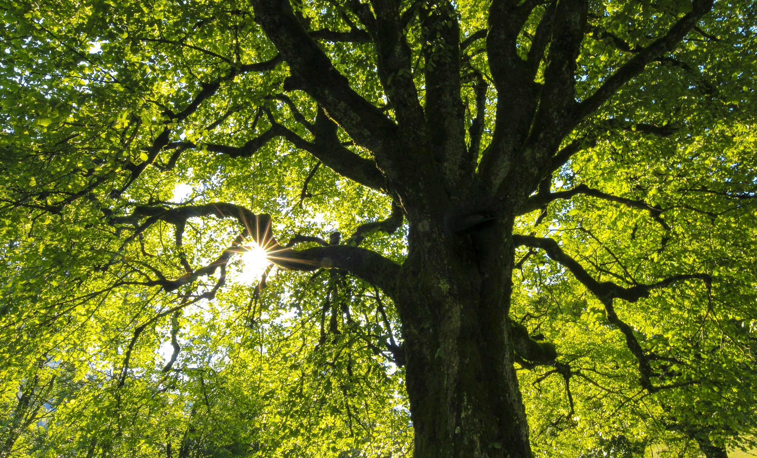 Looking up at a large green tree with sunlight filtering through the leaves.