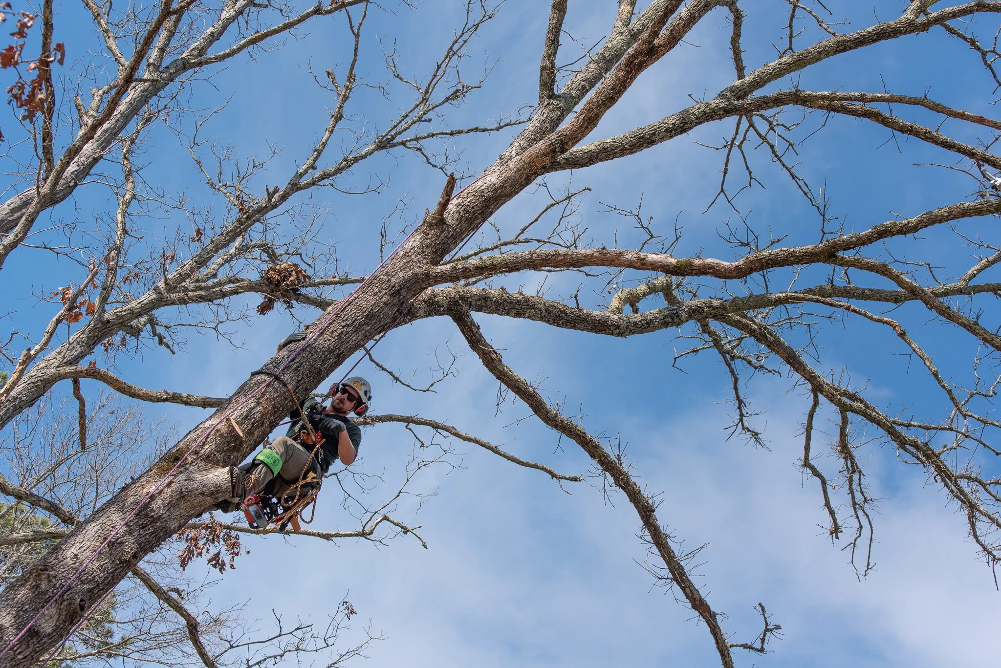an arborist climbing an oak tree using ropes and climbing harness.