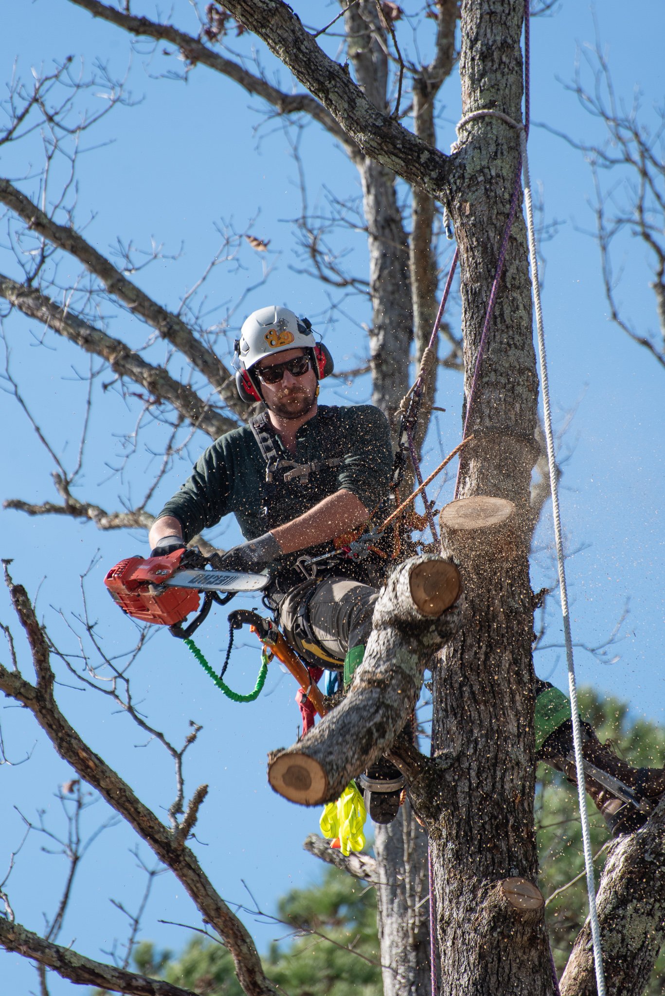 A person climbing a tree using specialized equipment, wearing a helmet, sunglasses, and safety gear, while cutting branches with a chainsaw.