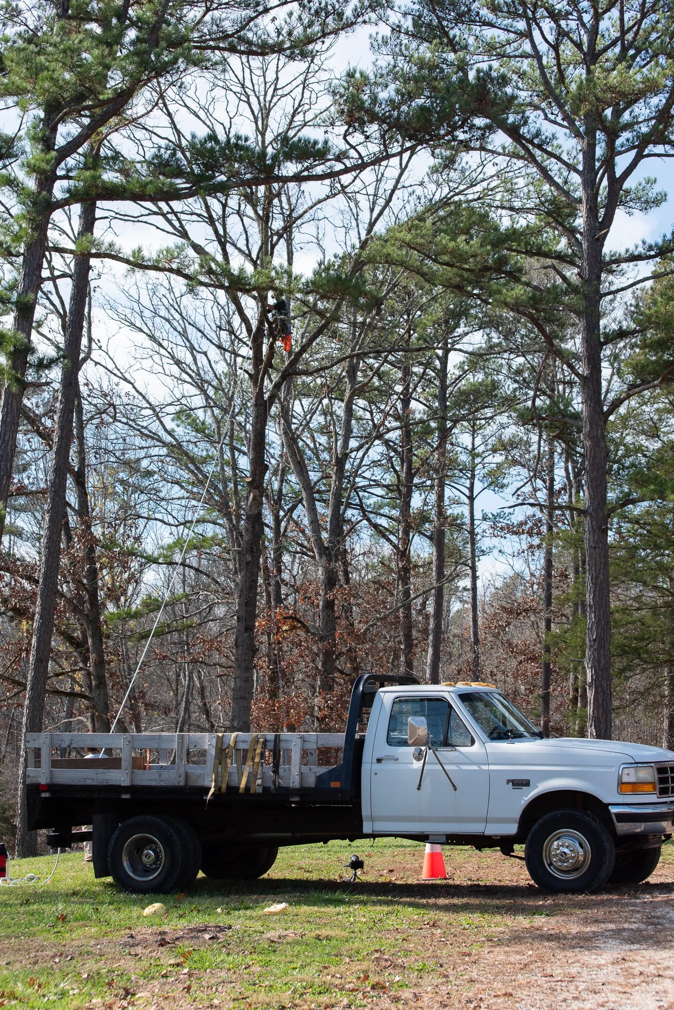 A white utility truck parked on grass in a wooded area, with a tree worker using a harness and equipment to trim or cut branches from tall pine trees.