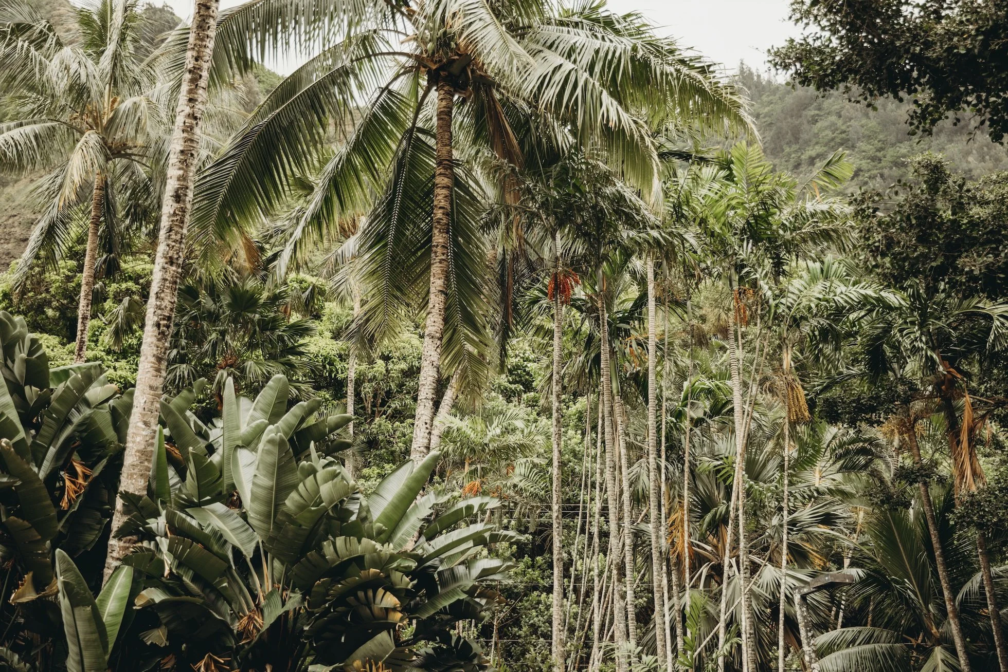 palm pic.jpg