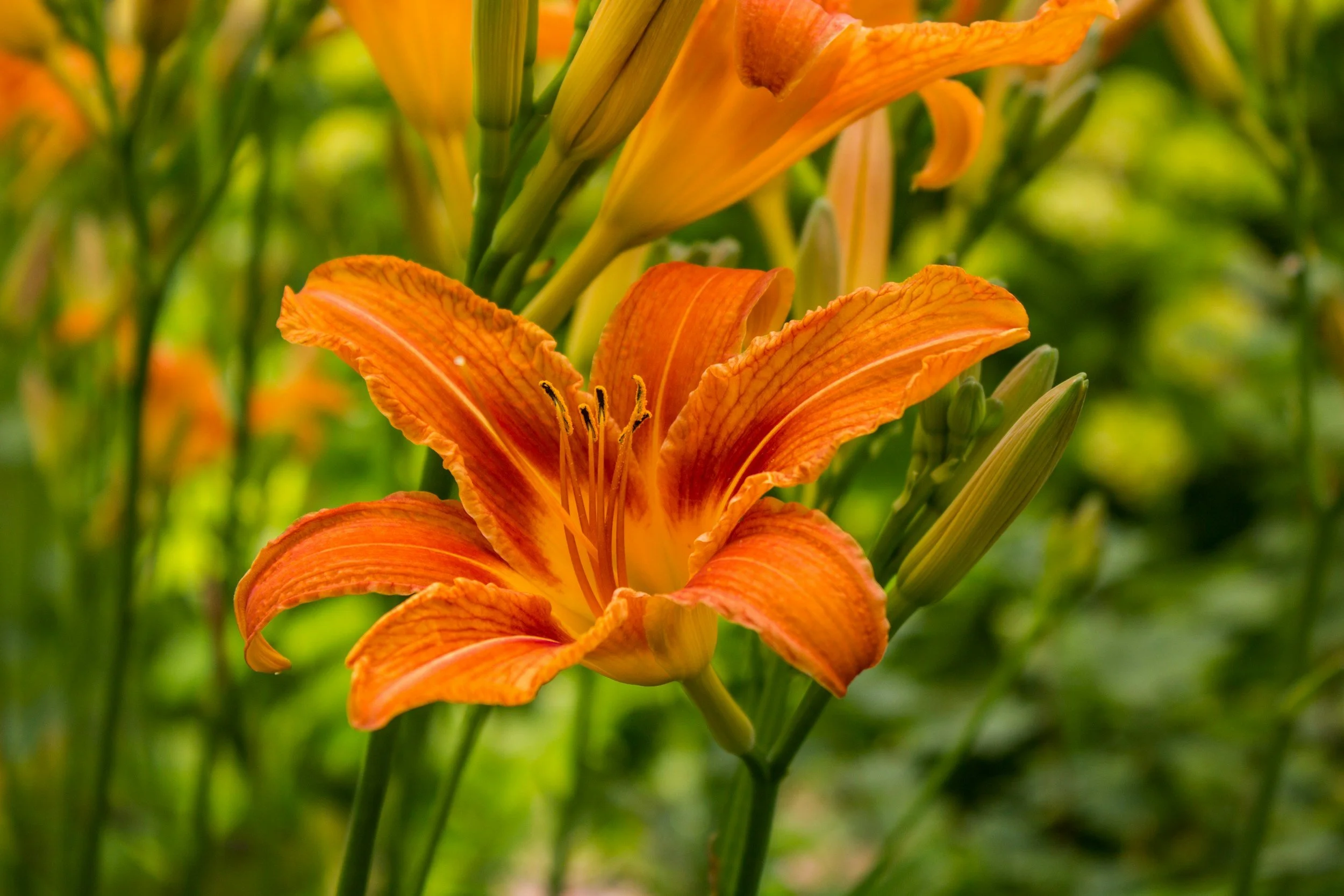 Wellness Tips for June