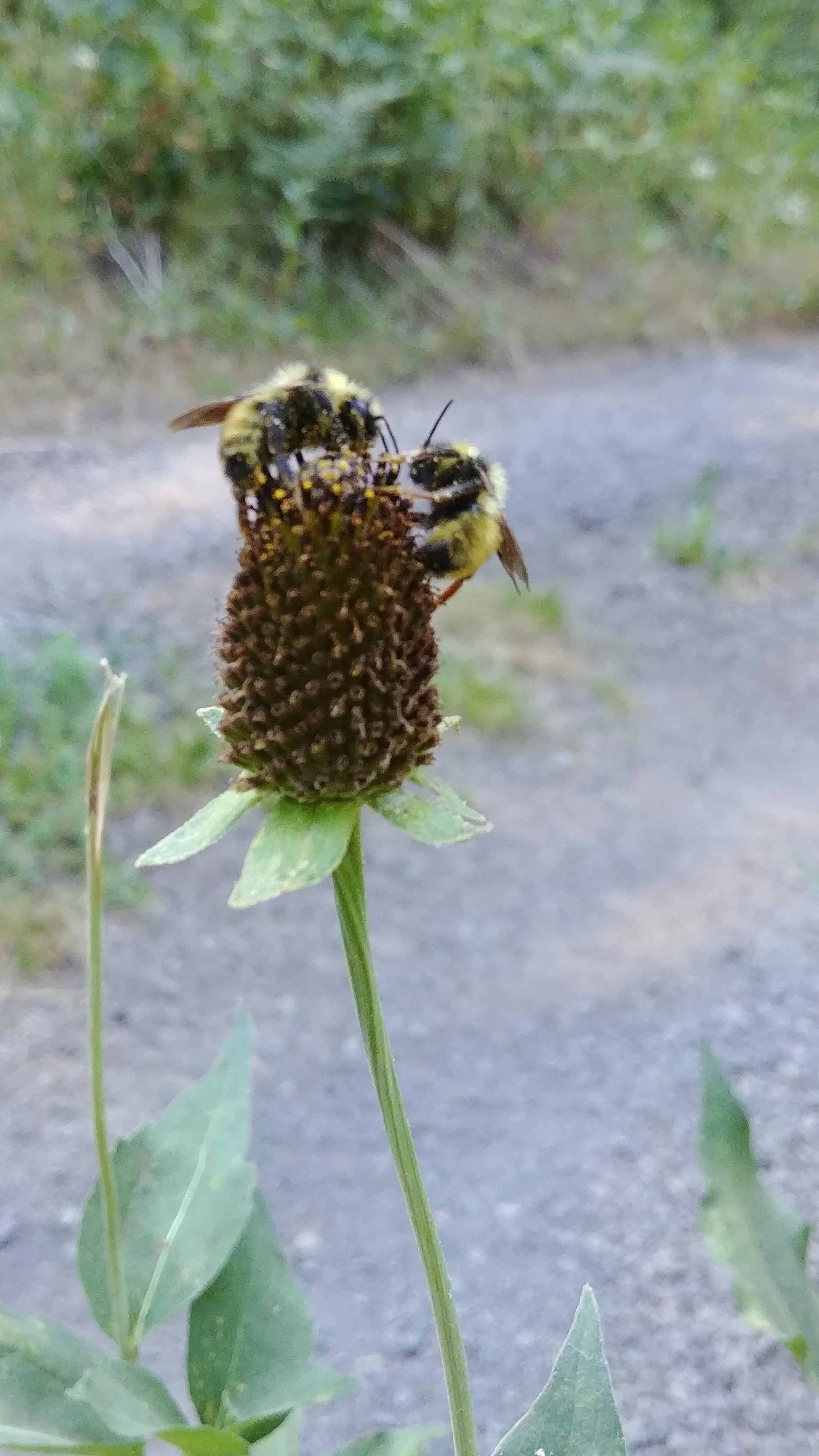 0806180903_Burst08.jpg