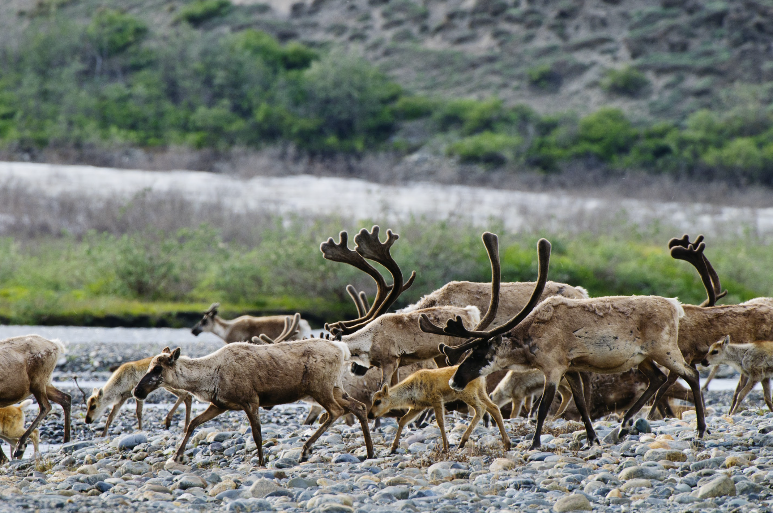 Grandmothers Growing Goodness Condemns Plans to Open Up Western Arctic to Oil + Gas Development