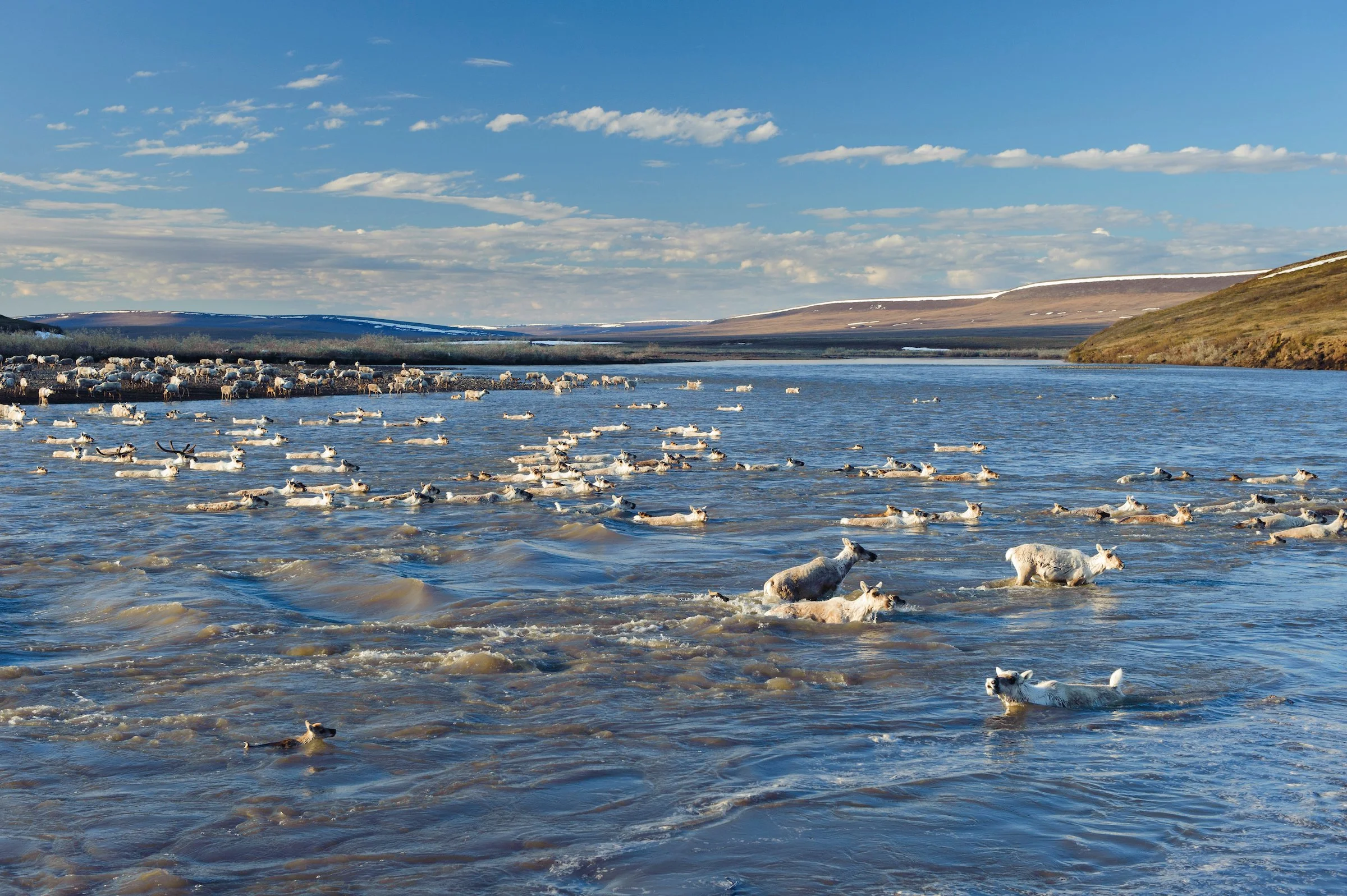 The Wilderness Society and Grandmothers Growing Goodness file lawsuit to block lease sale in the Western Arctic