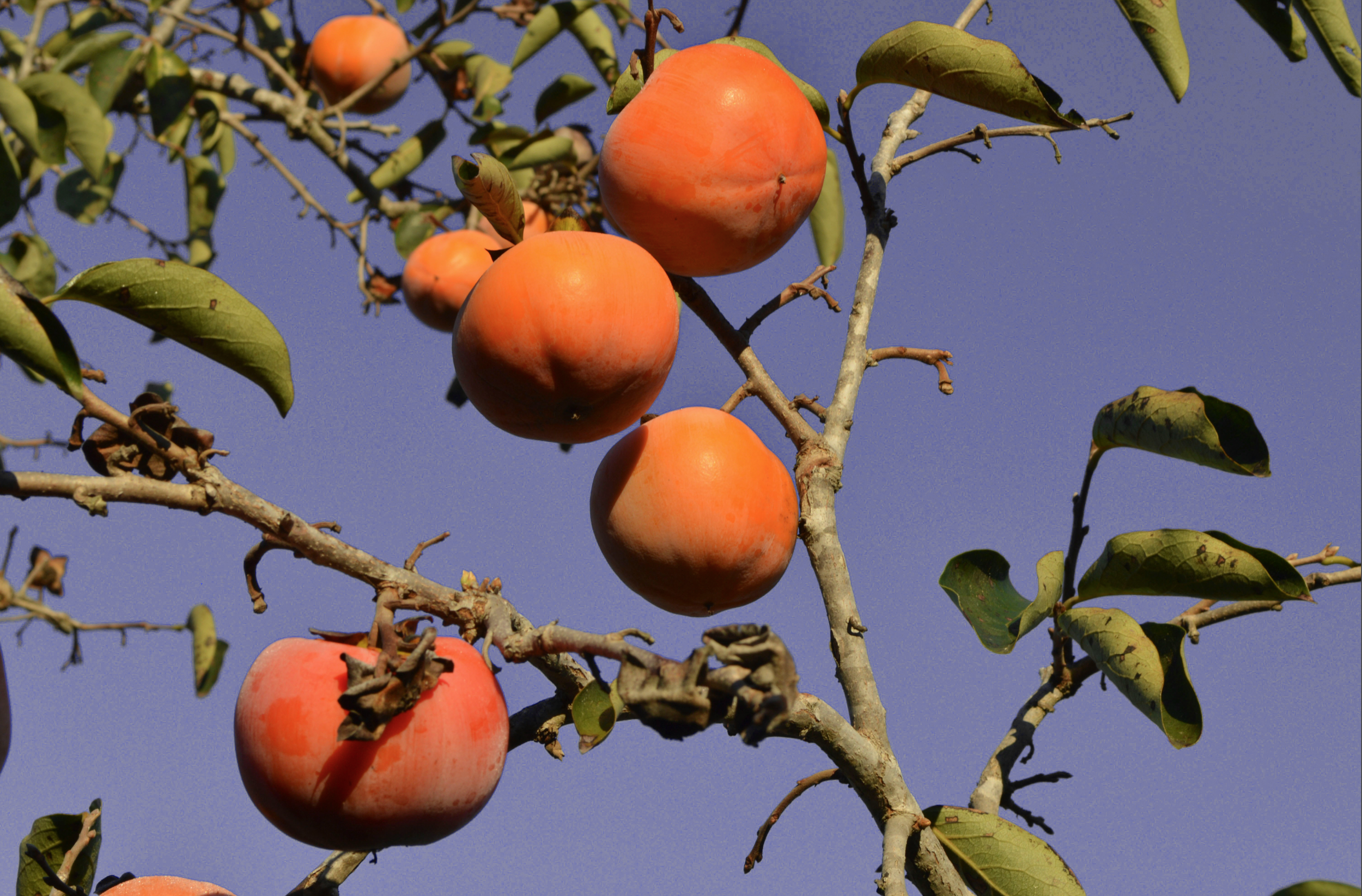 Screen Shot 2024-04-04 at 4.31.03 PM.png