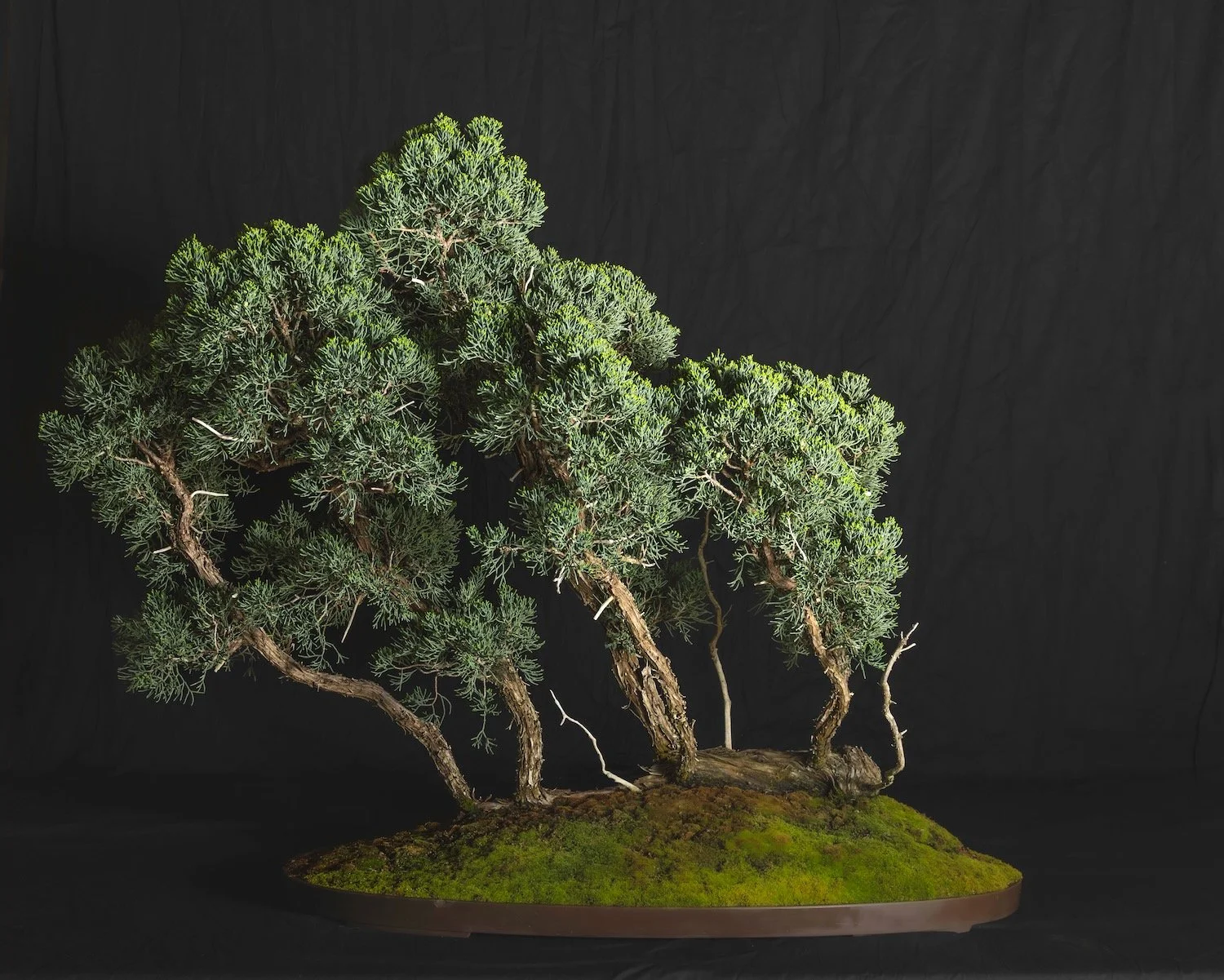 Globe Juniper Raft