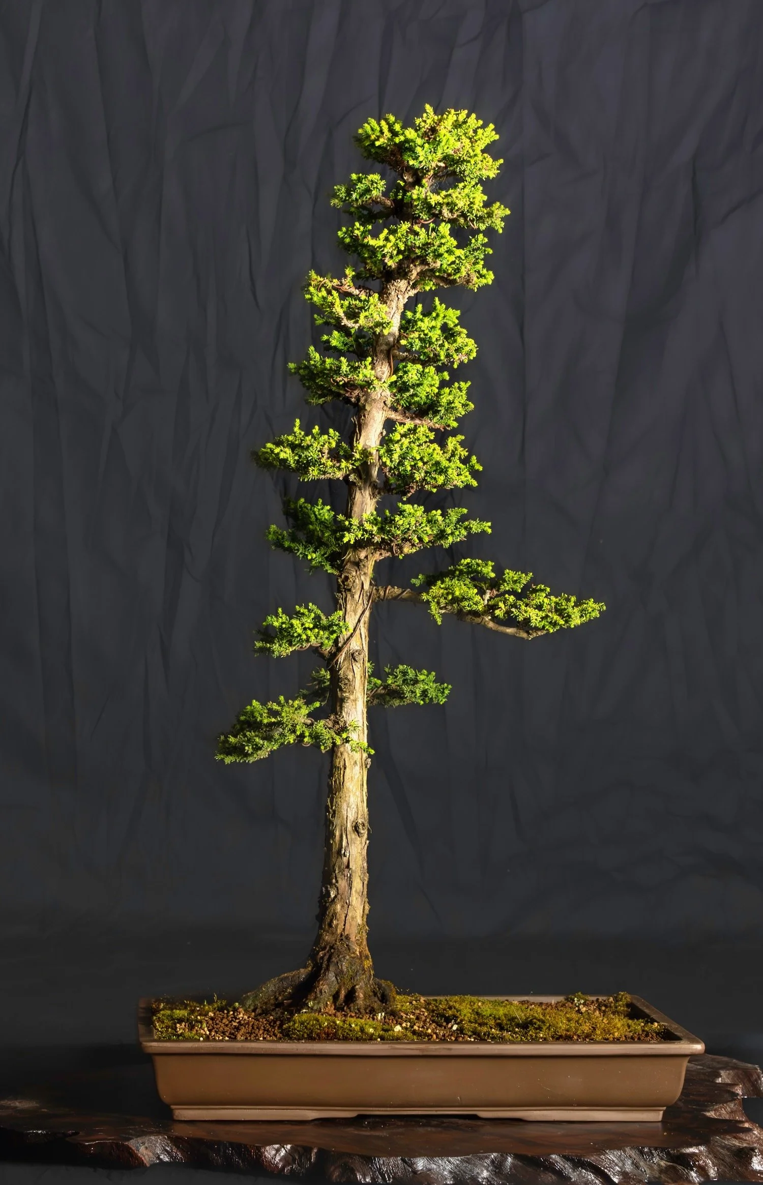 Dwarf Japanese Cedar