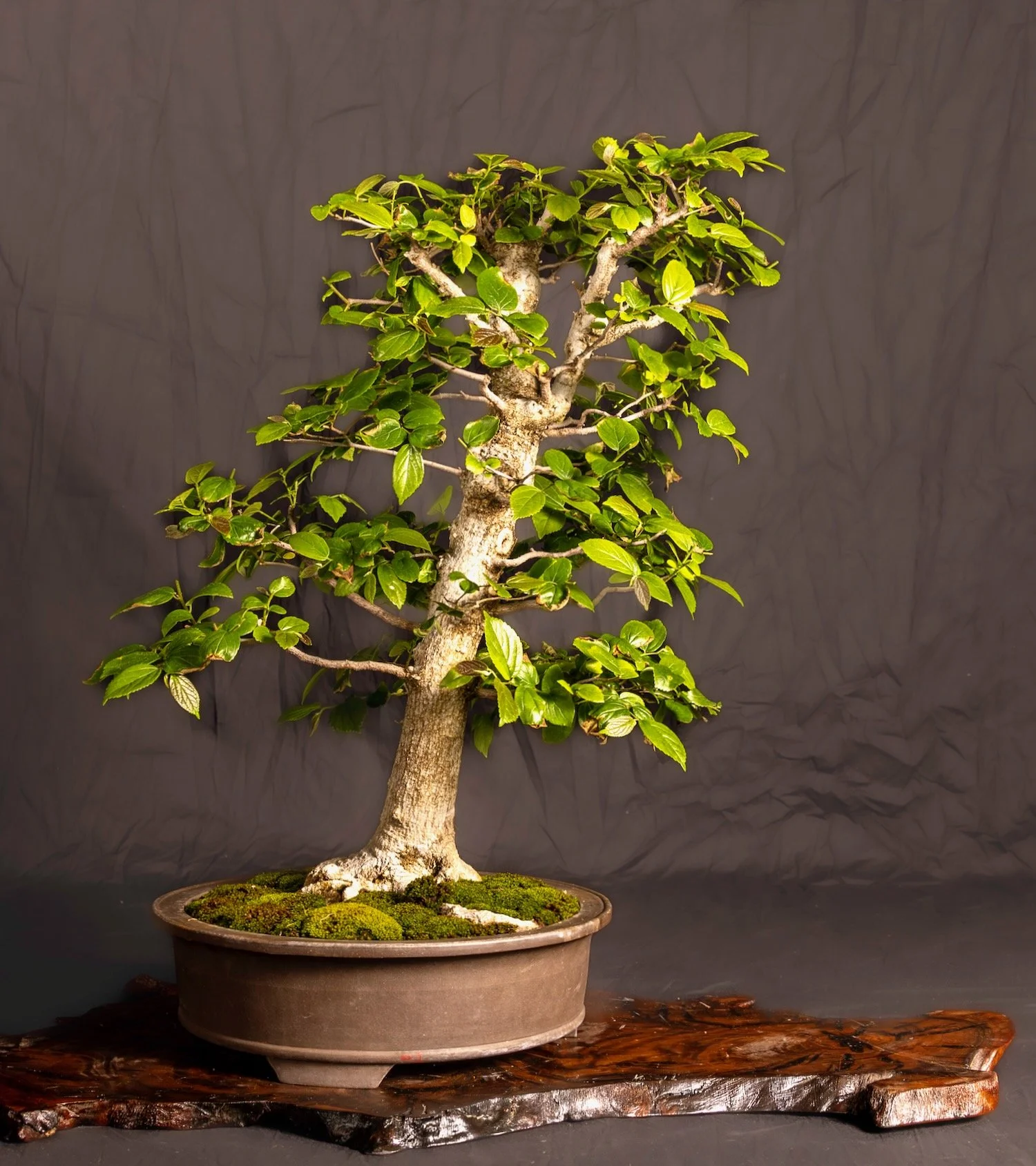 Hackberry