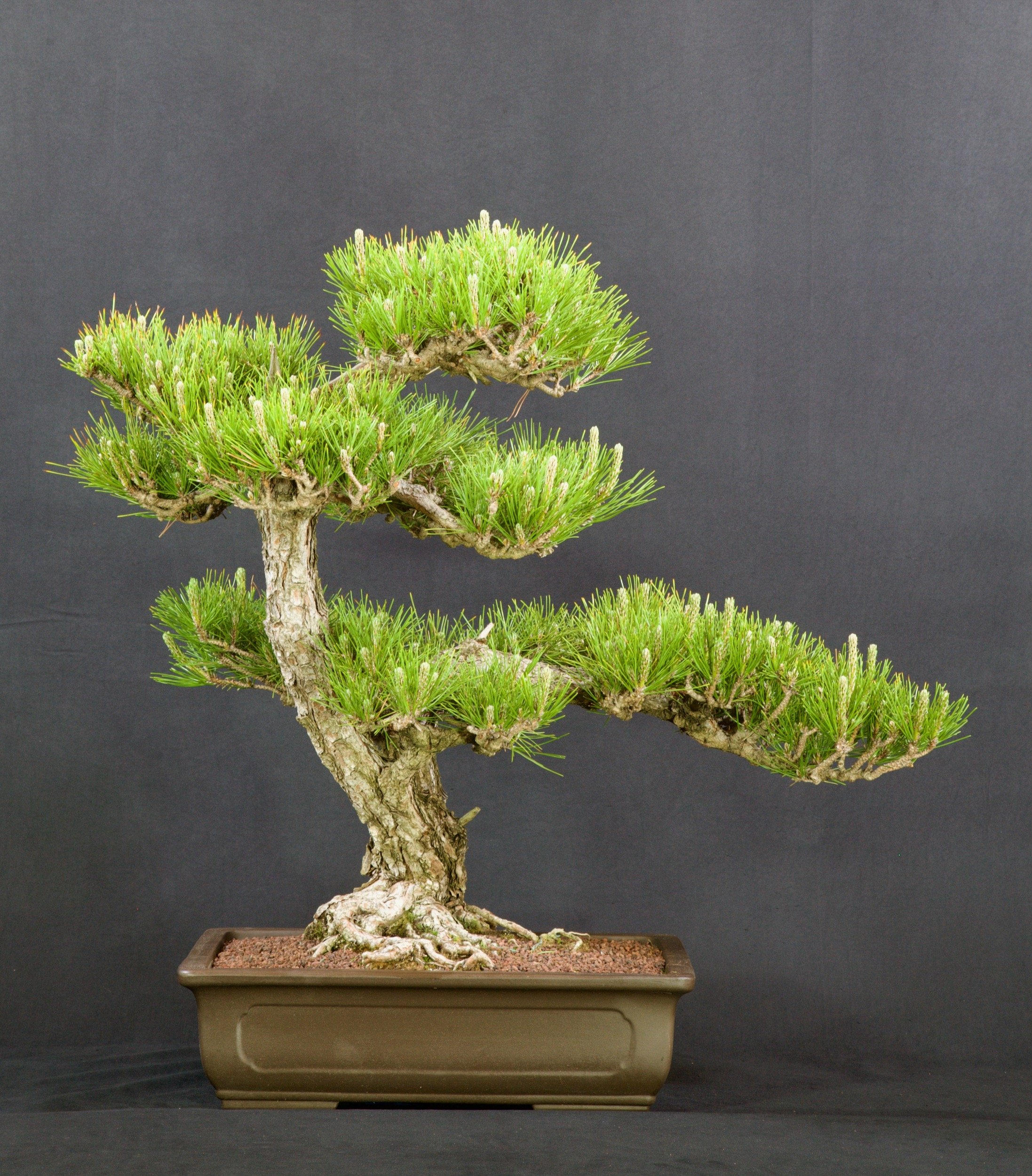 Black Pine