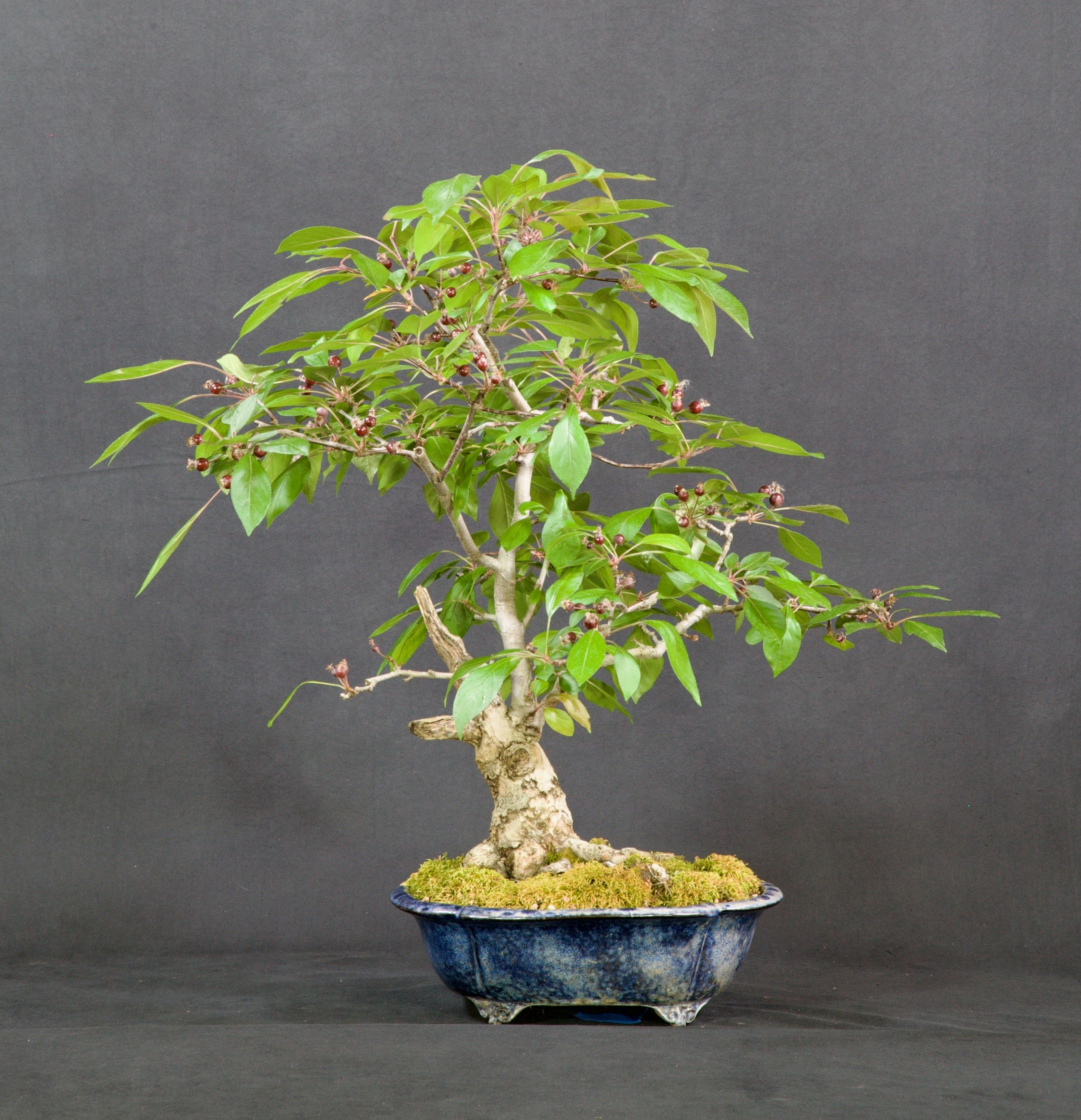 Barbados Cherry
