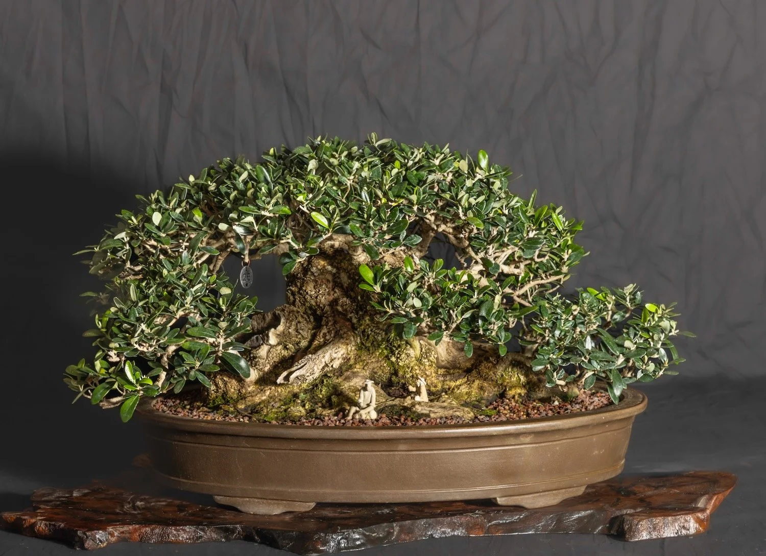 Large Olive