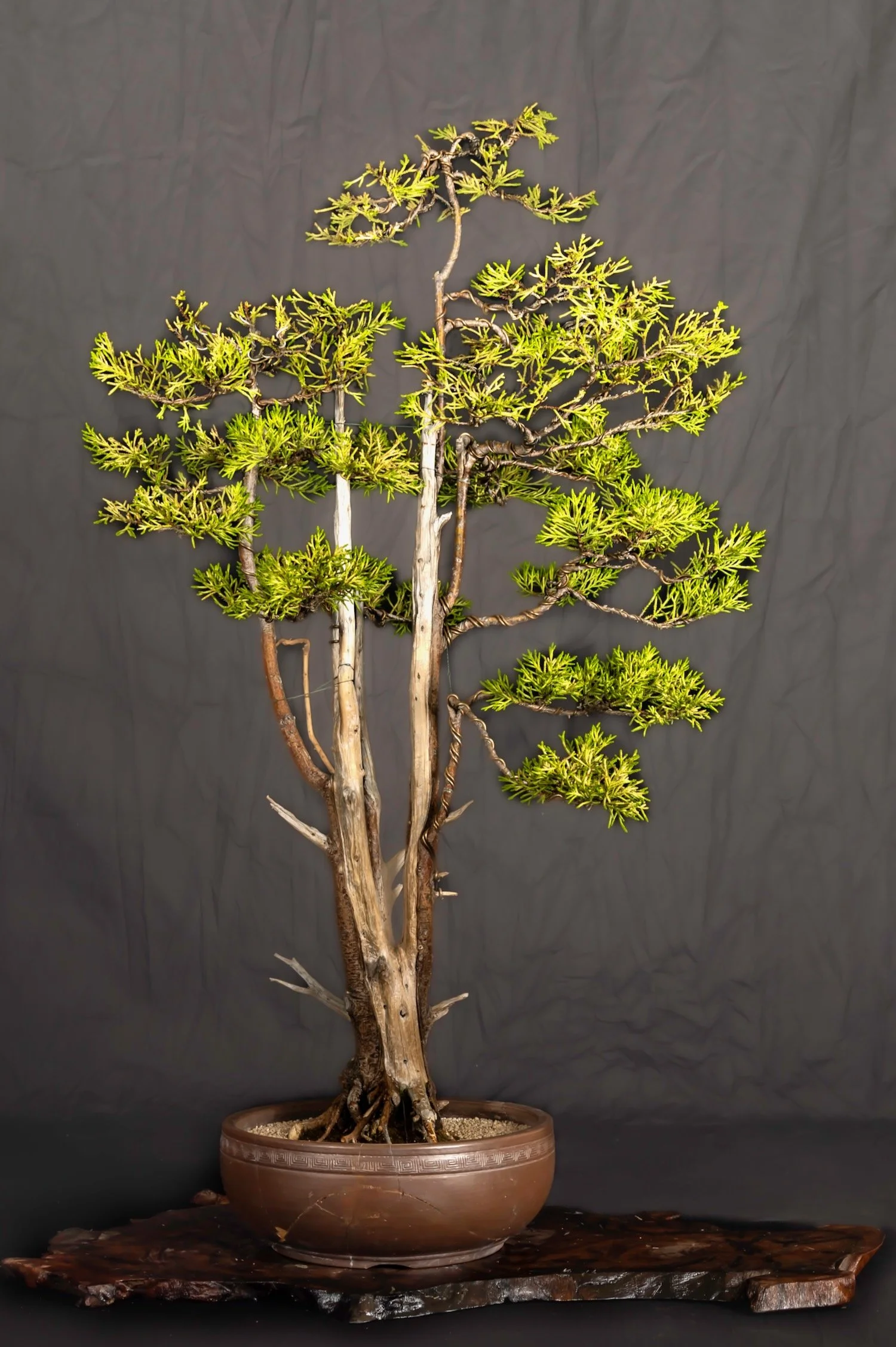 Lemon Cypress