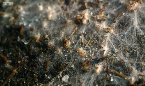 Mycorrhiza Basics — Kusamura Bonsai Club