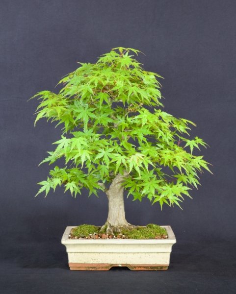Japanese Maple