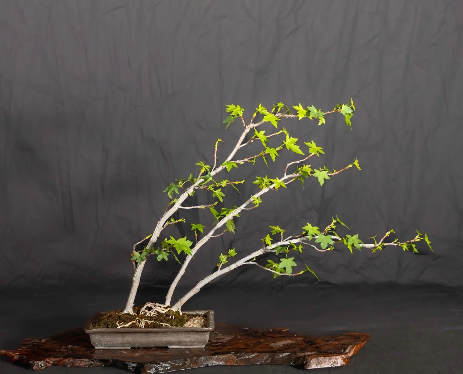 Liquidamber Sweetgum Forest